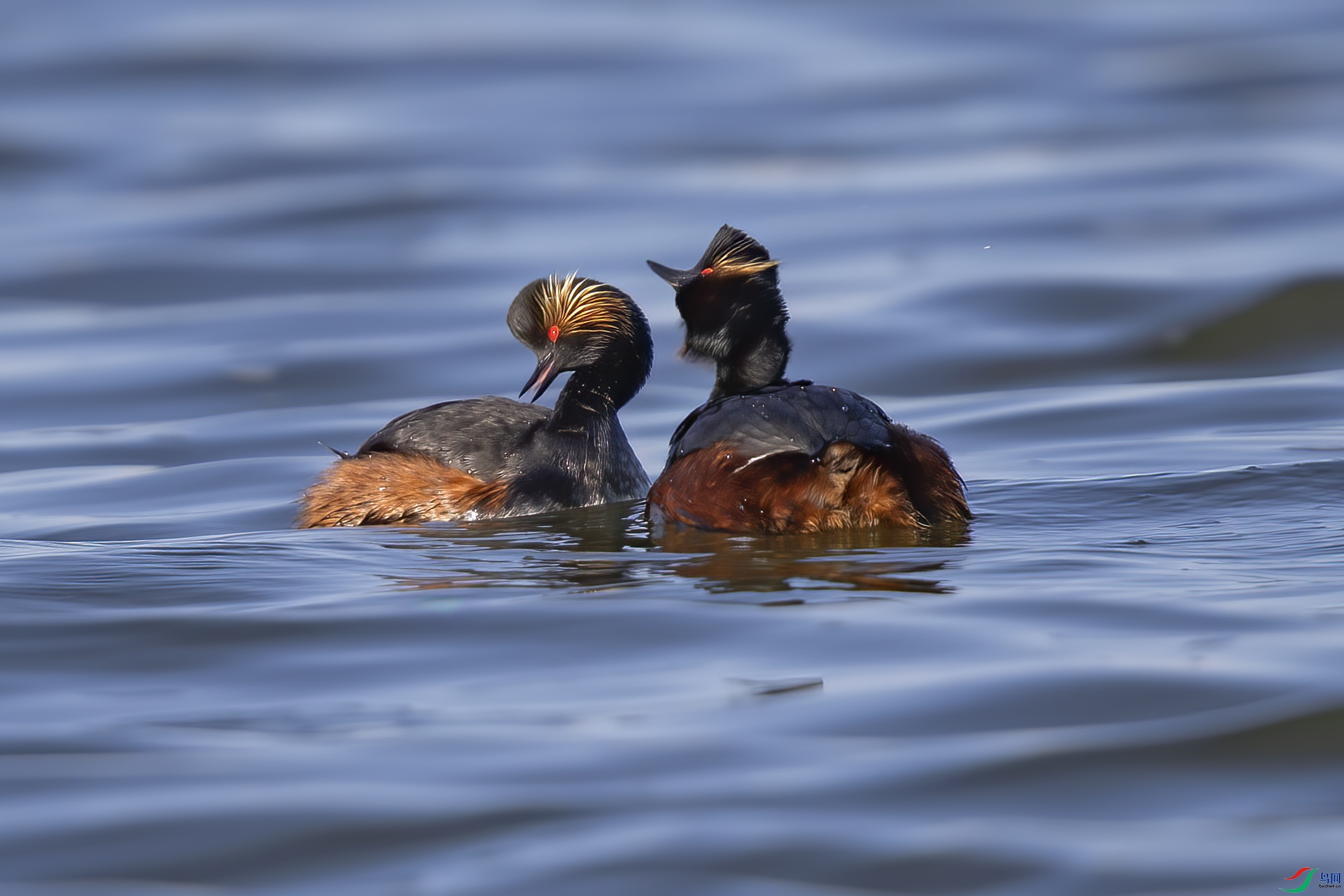 A95I2939 ����.jpg