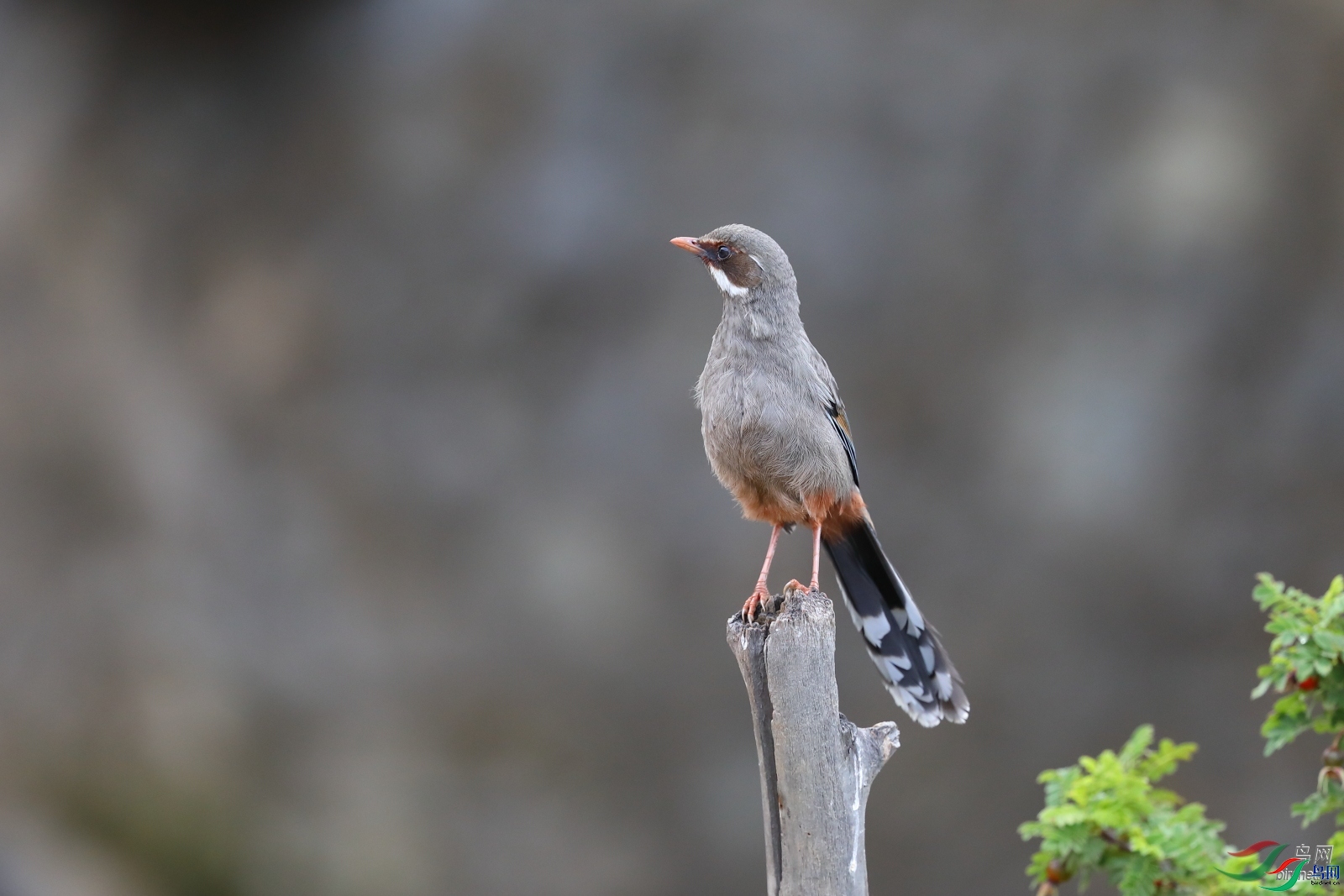 ��ͷ��  ��ʦ����.jpg