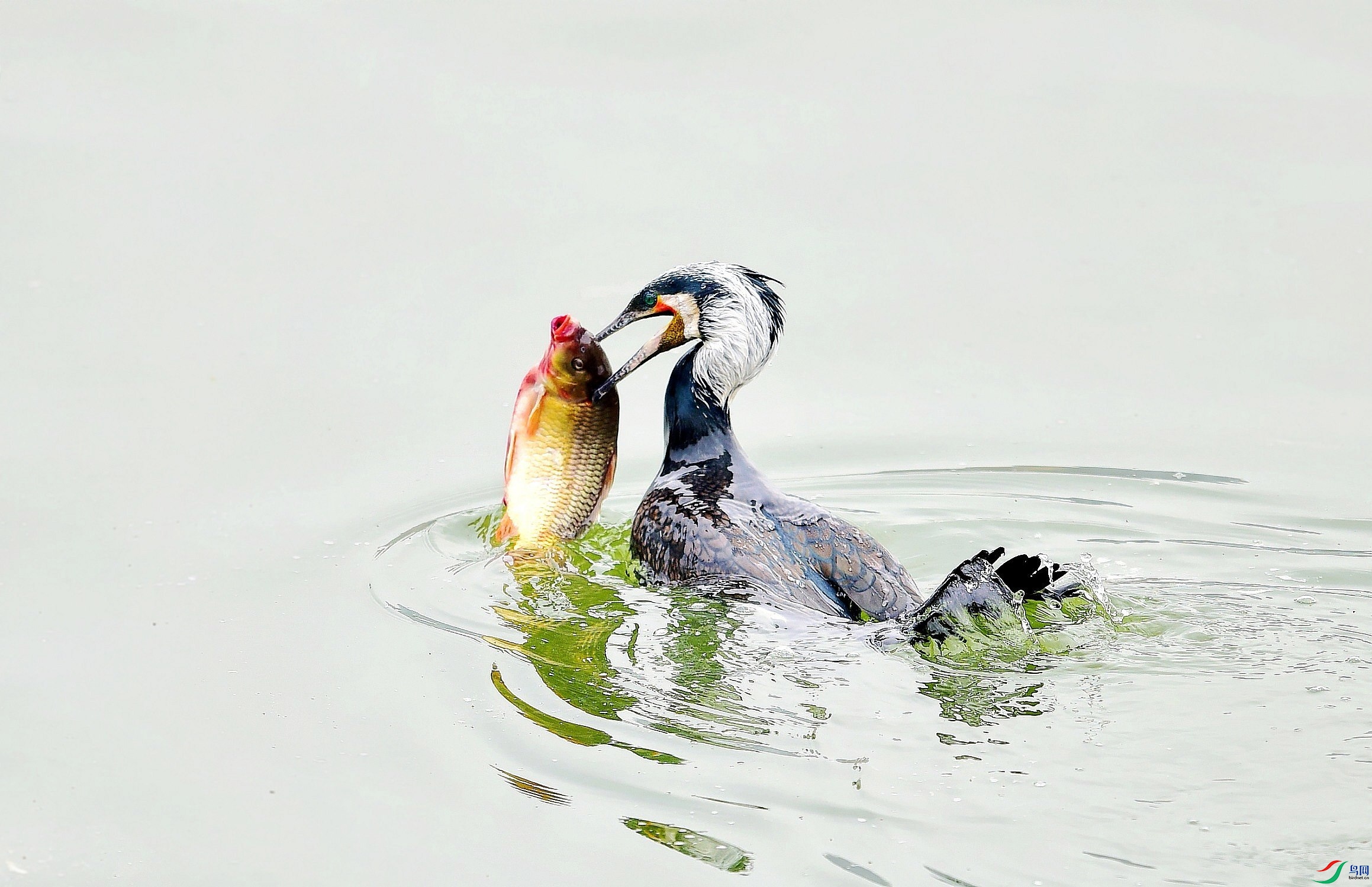 DSC_2936_conew10.jpg