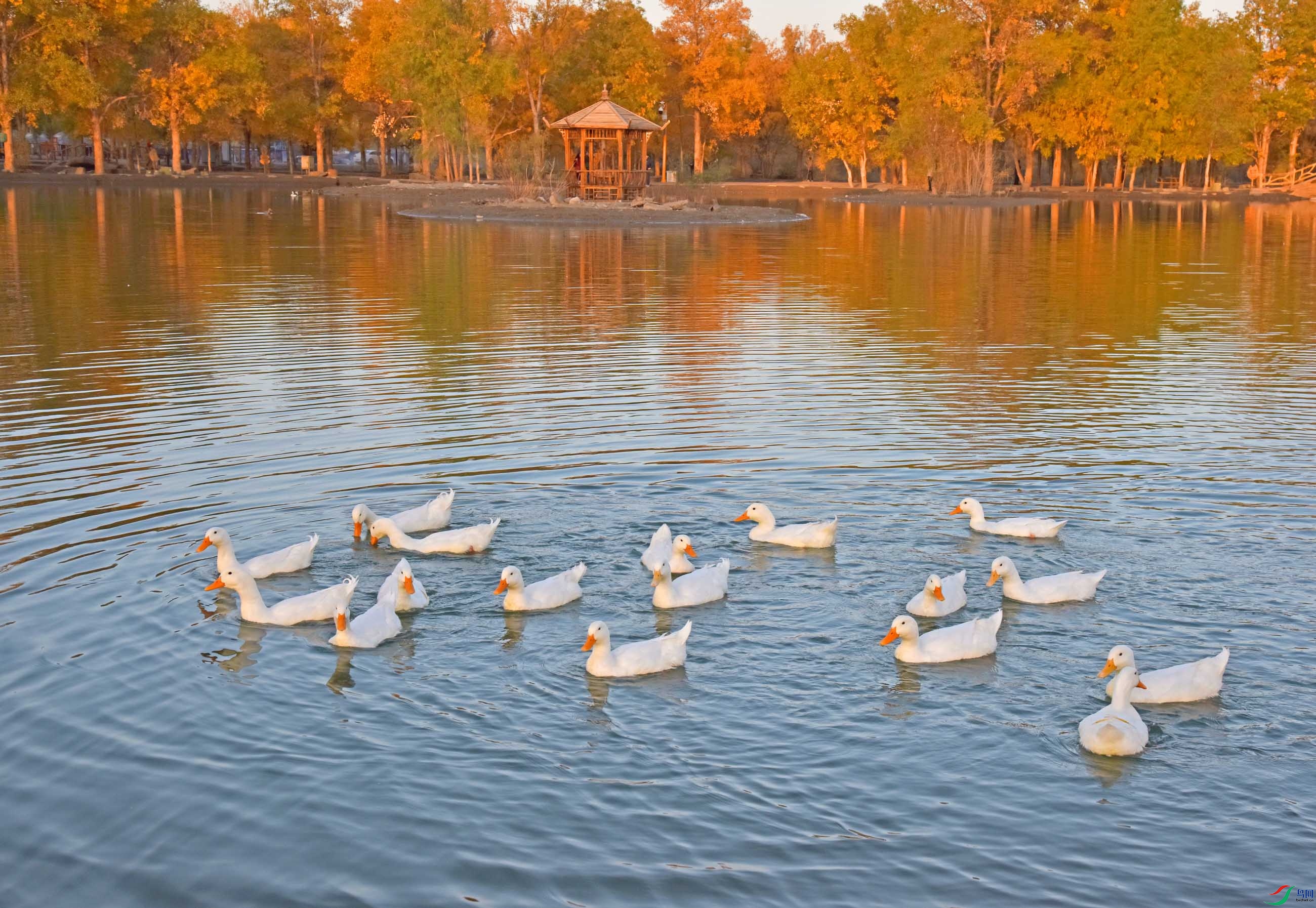 DSC_4293 - ����.JPG