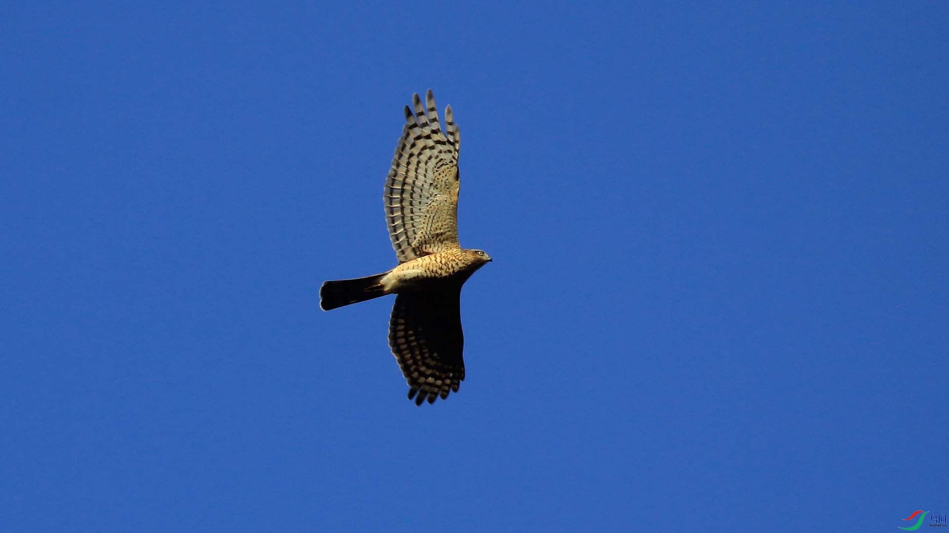 IMG_9761.JPG