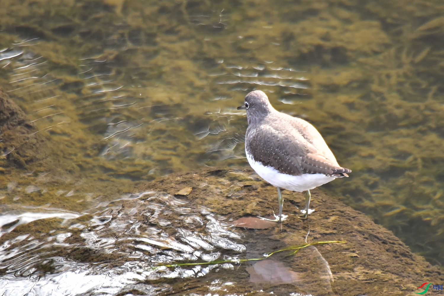 DSC_1262.JPG