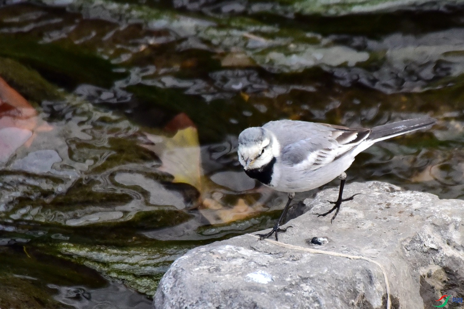 DSC_2096.JPG
