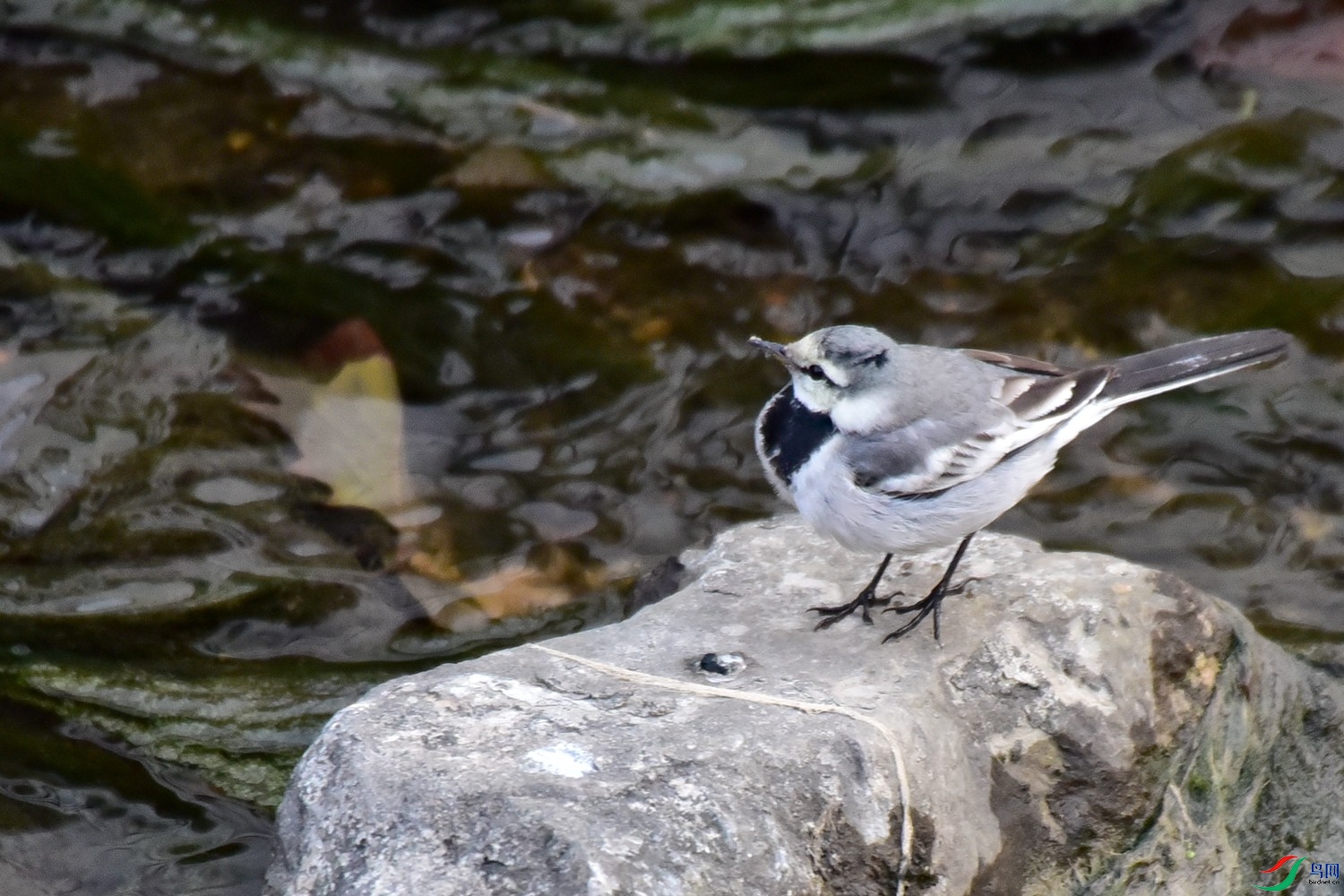DSC_2090.JPG