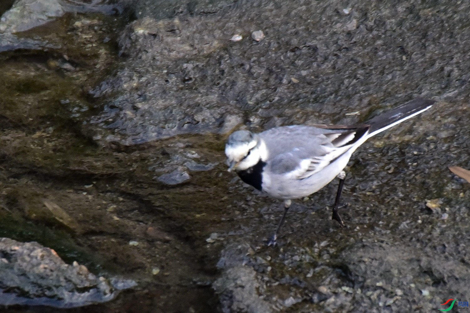DSC_2116.JPG