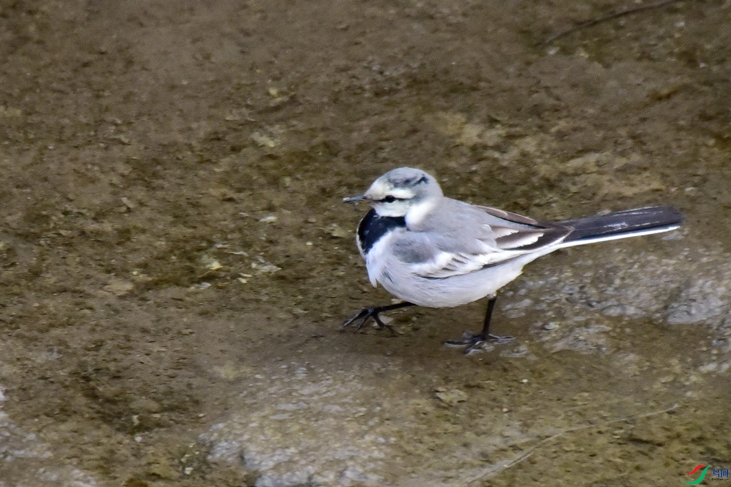 DSC_2109.JPG