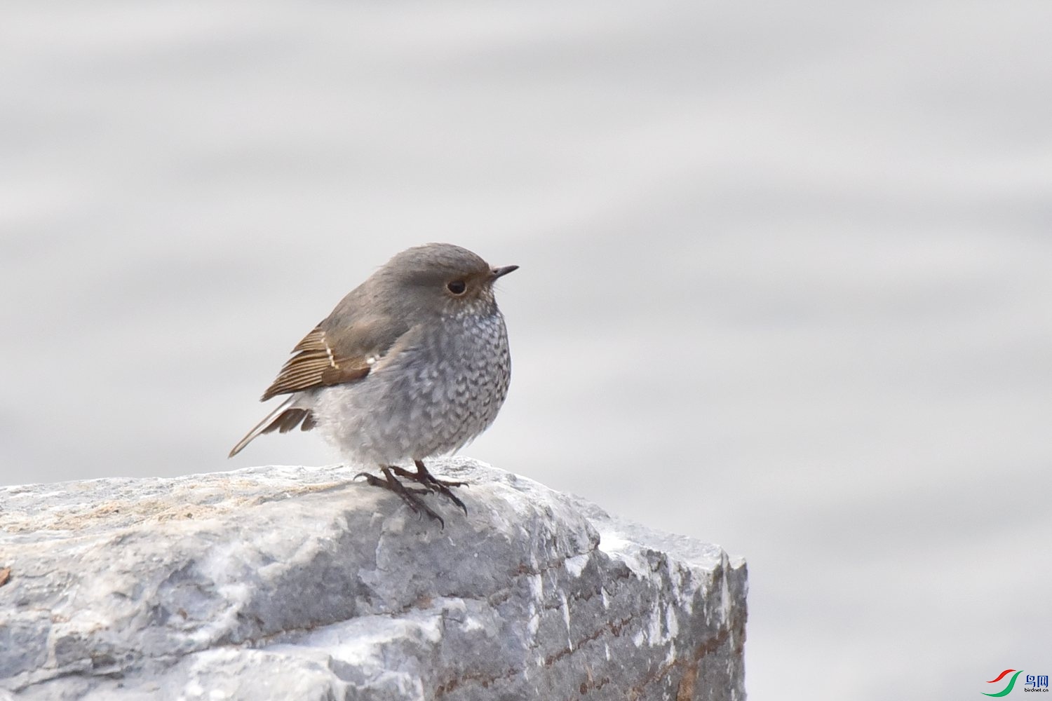 DSC_1213.JPG