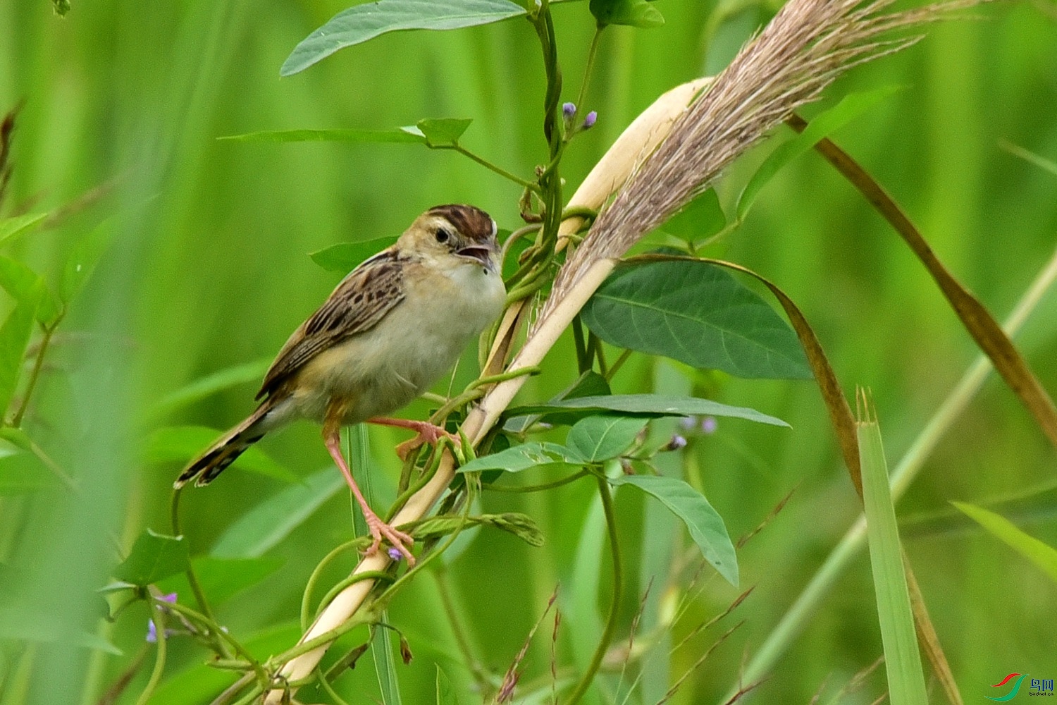 DSC_0066.JPG