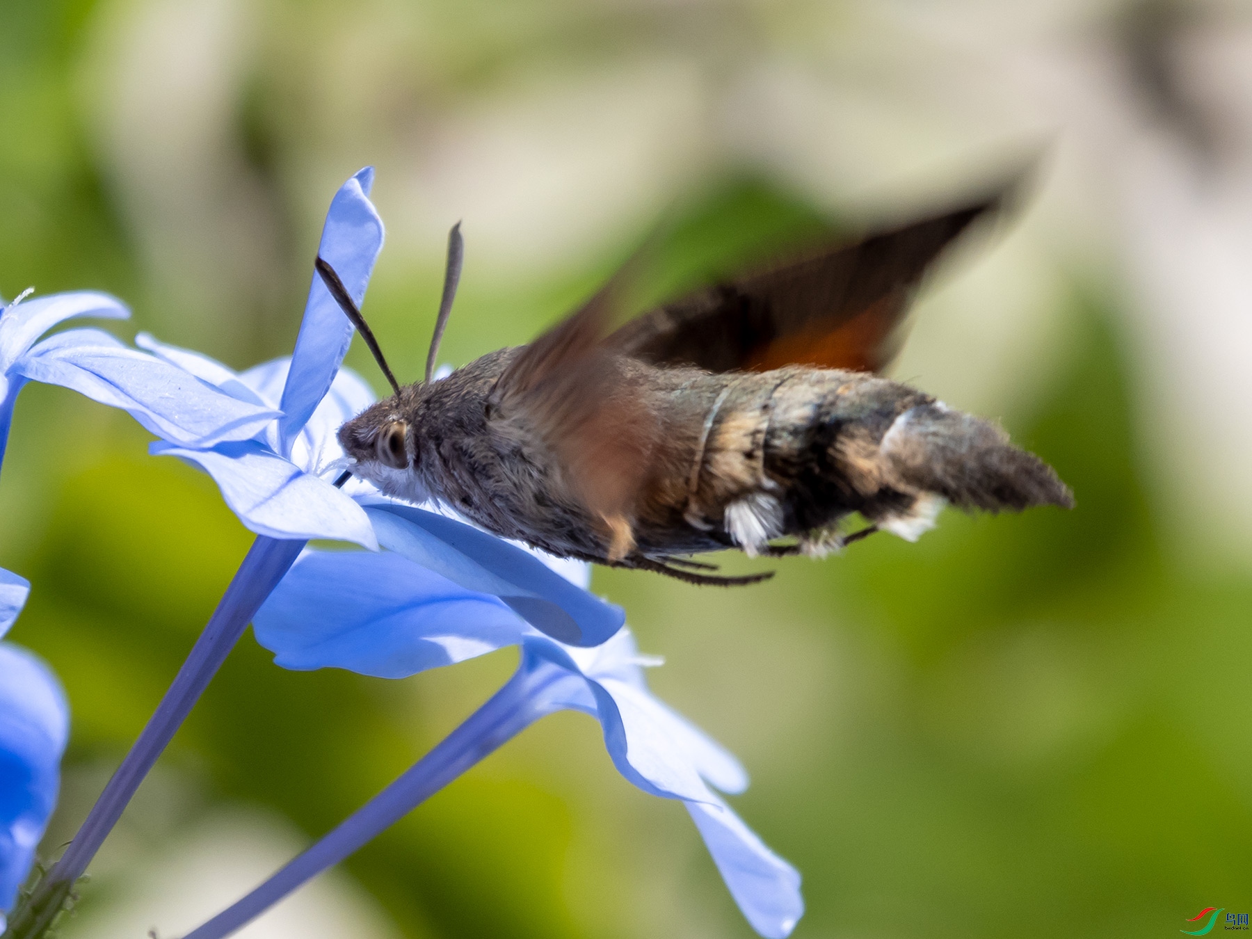 ����ӥ������