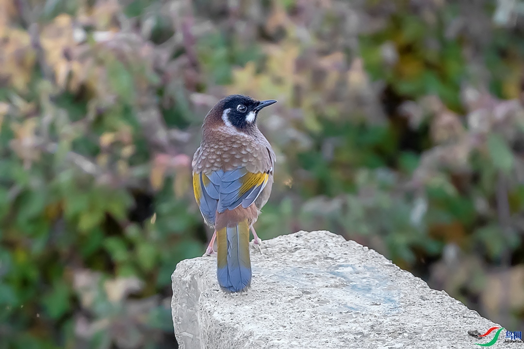 ��������   ��ʦ�����������������տ������������.jpg