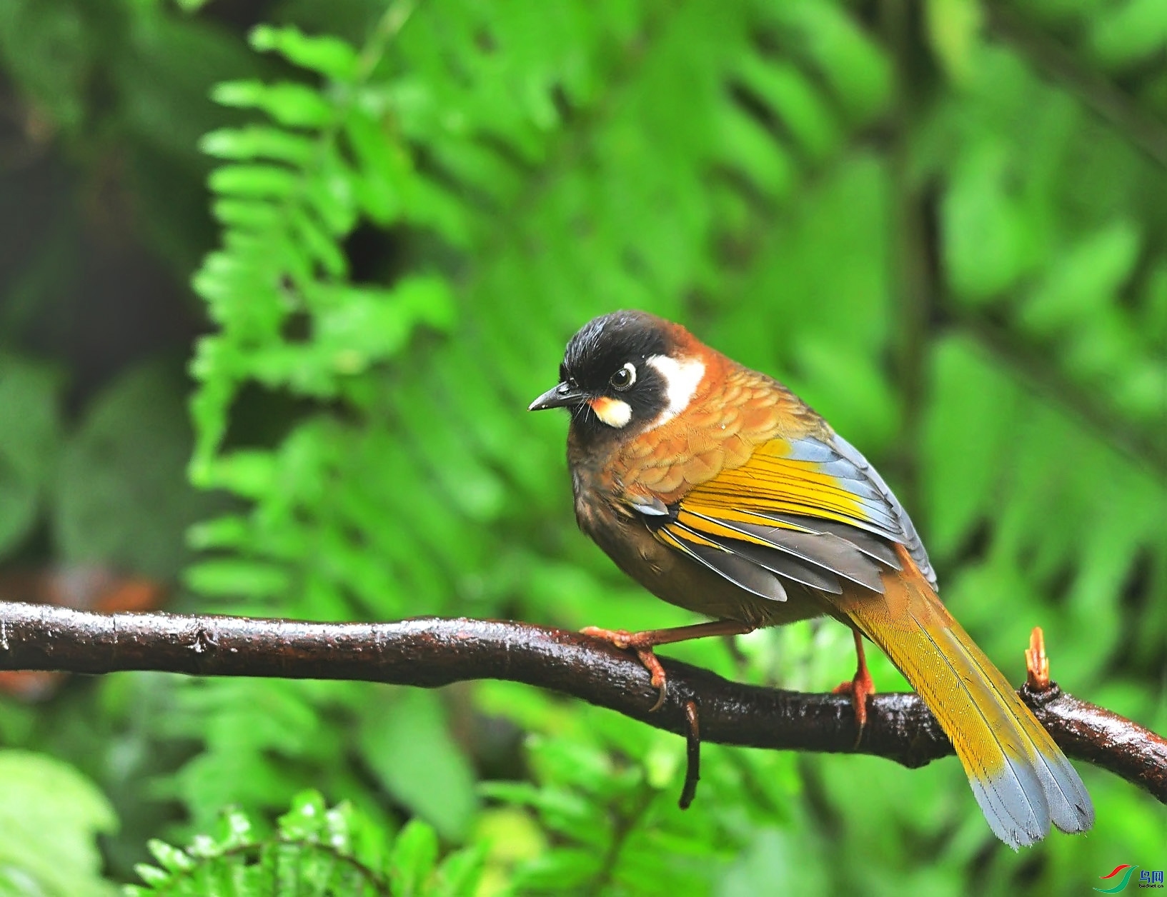 �����ɹ�  ��ʦ����������ʡ��ɽ�� �ڳ���.jpg