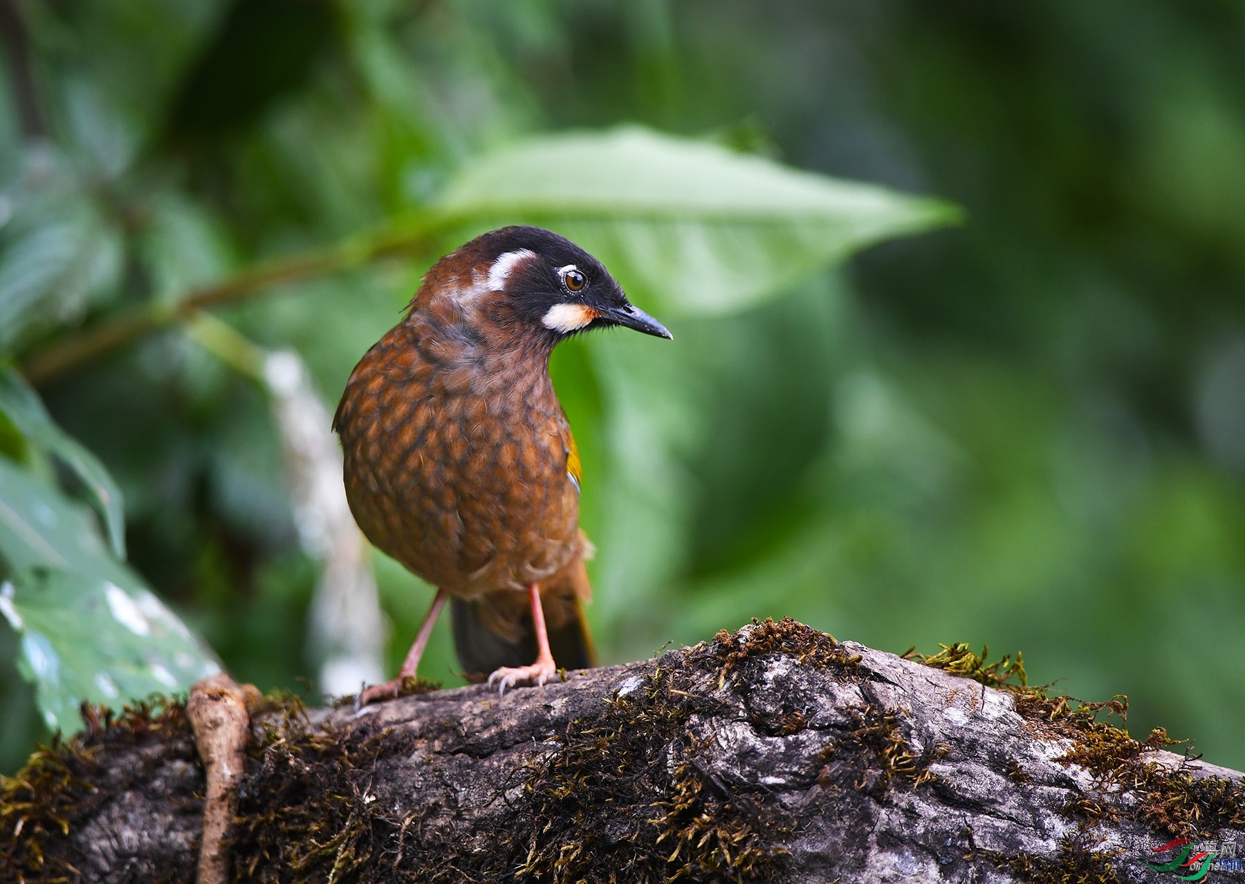 ��������  ��ʦ����������ʡ�º���徰����������ӯ����.jpg