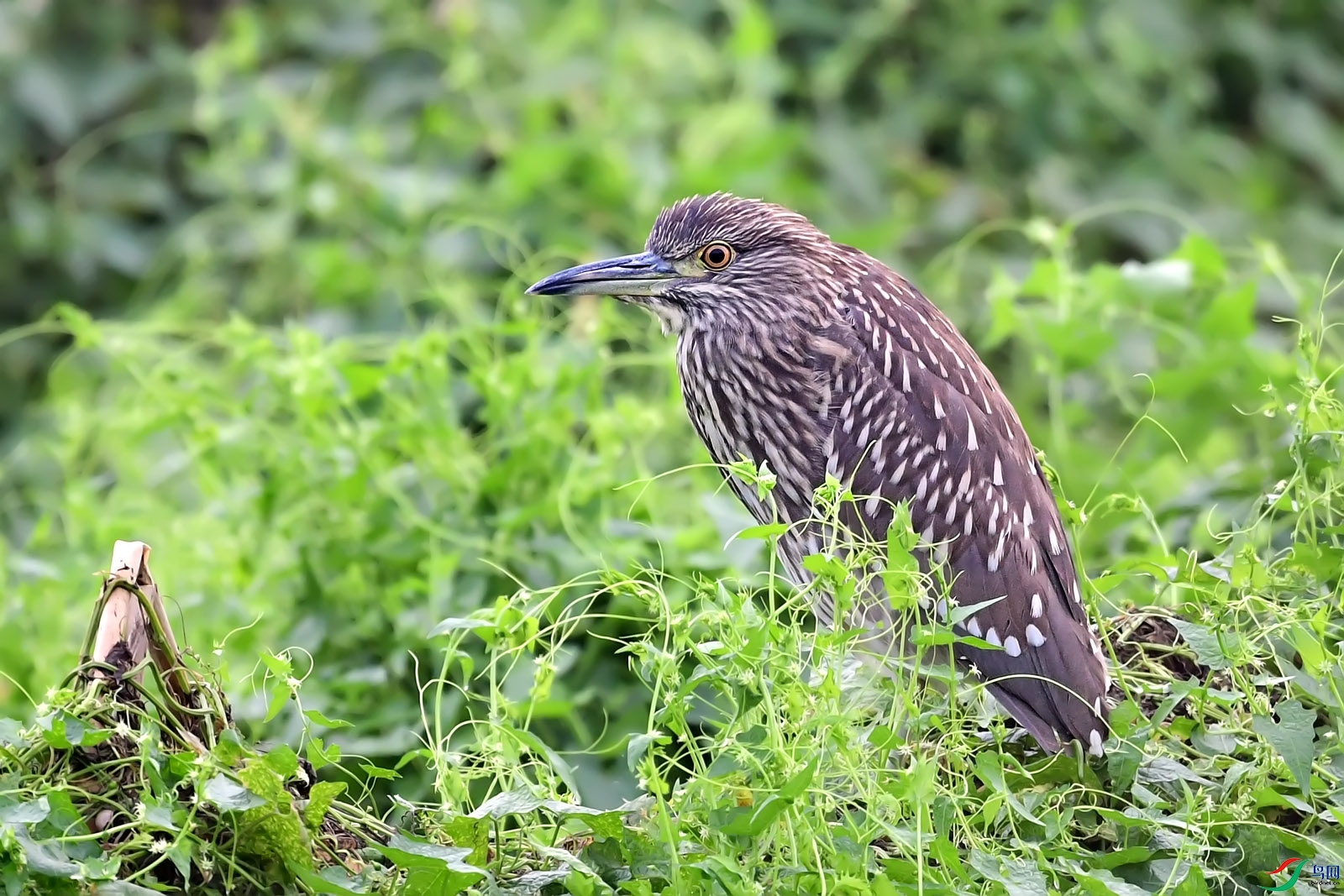 DSC_5831.jpg