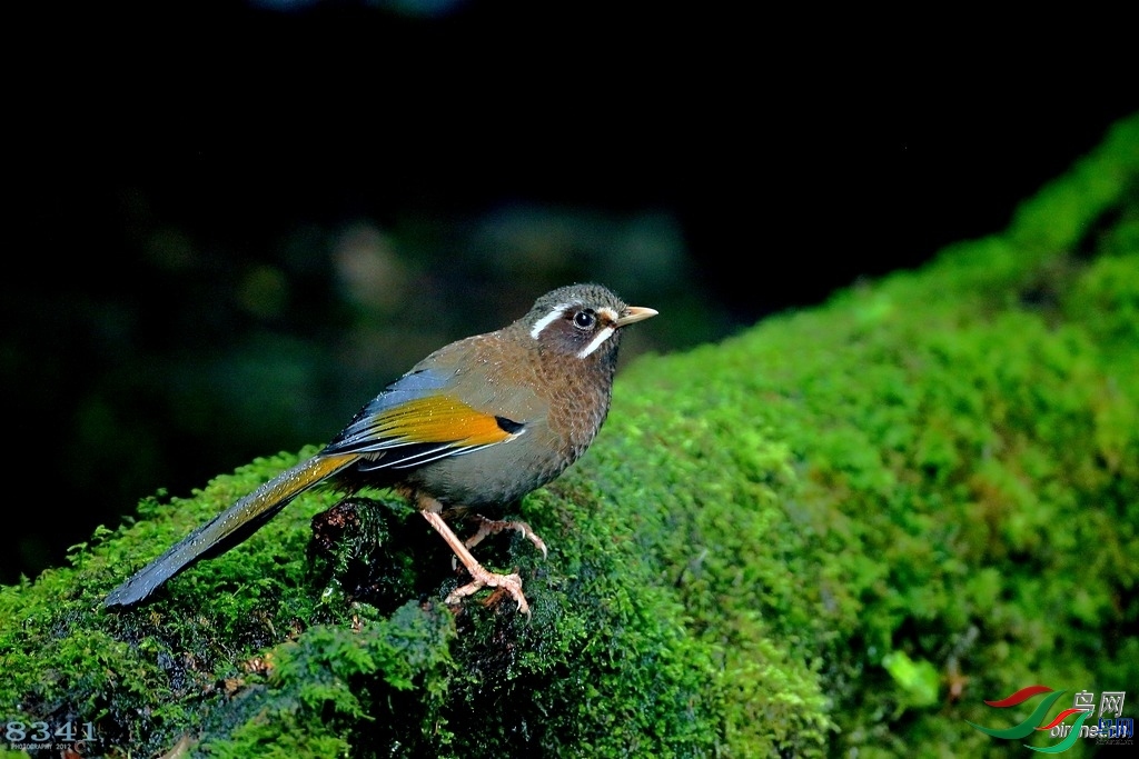 8341  ��ʦ������̨��.jpg