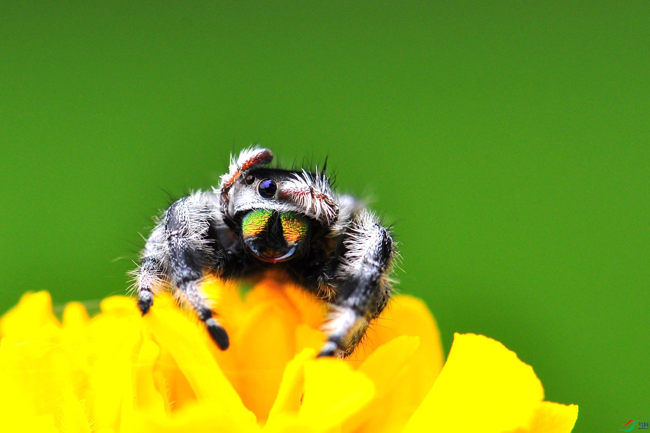 害羞了-----佛跳蛛