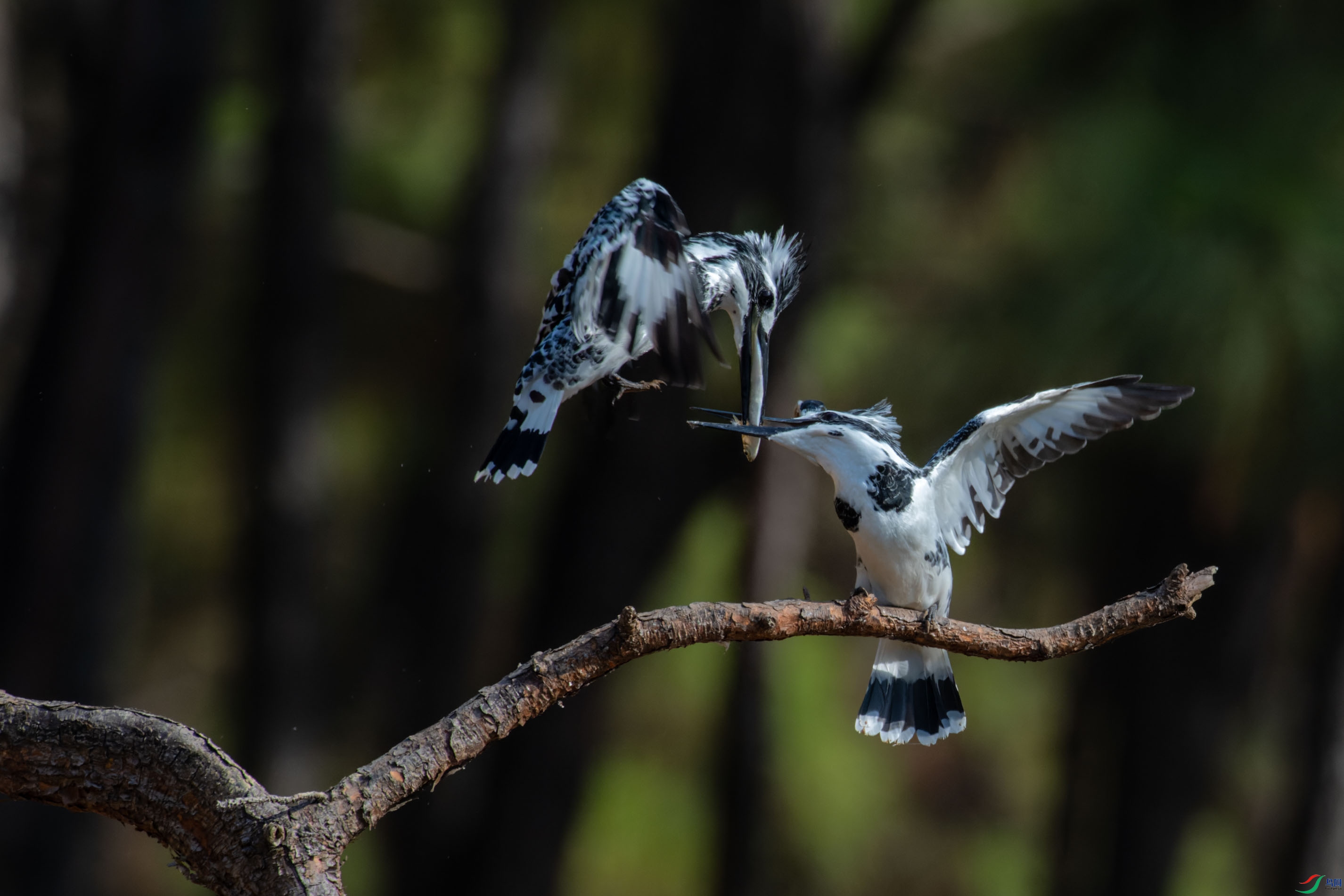 DSC_4479_DxO.jpg