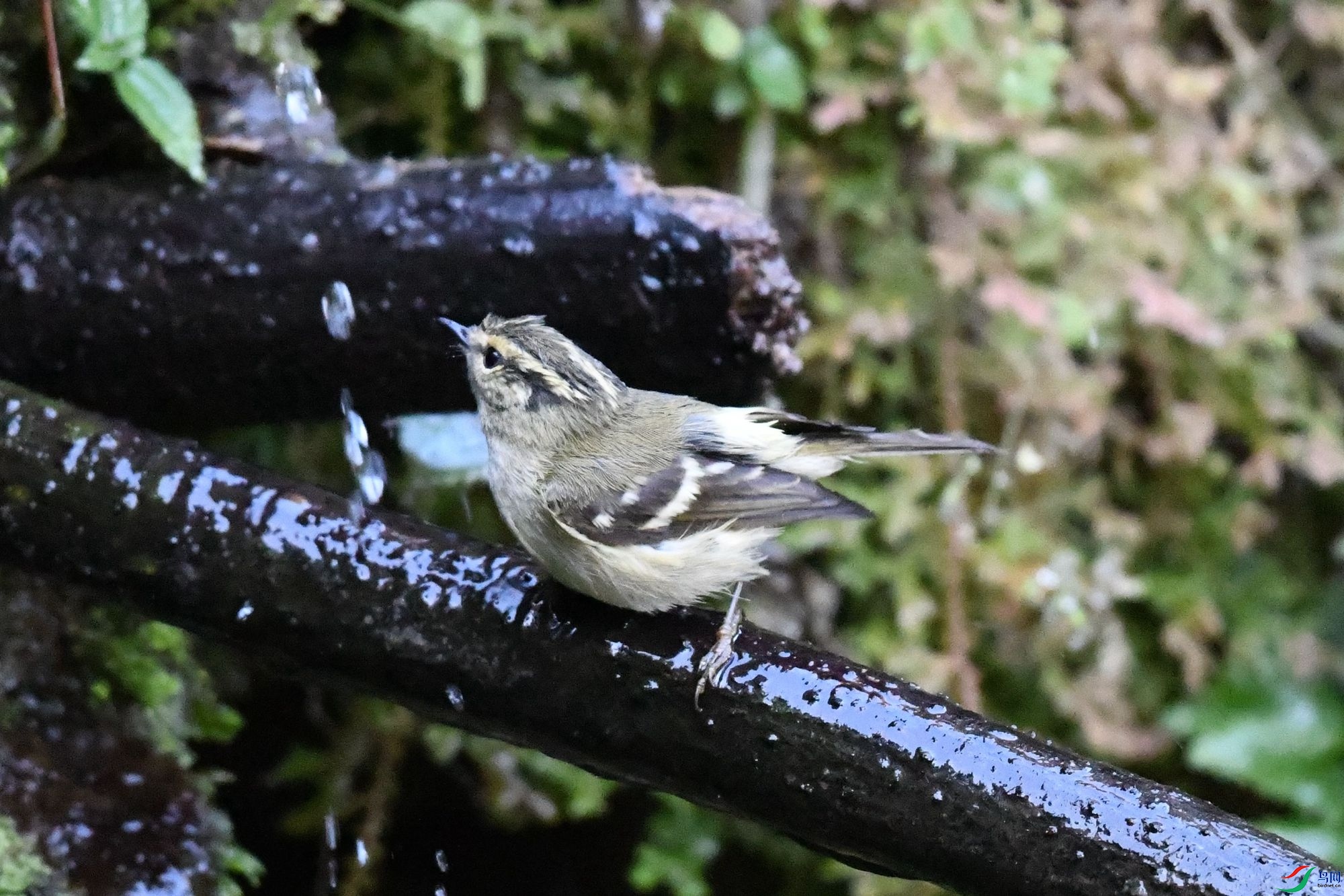 DSC_4267_����.jpg