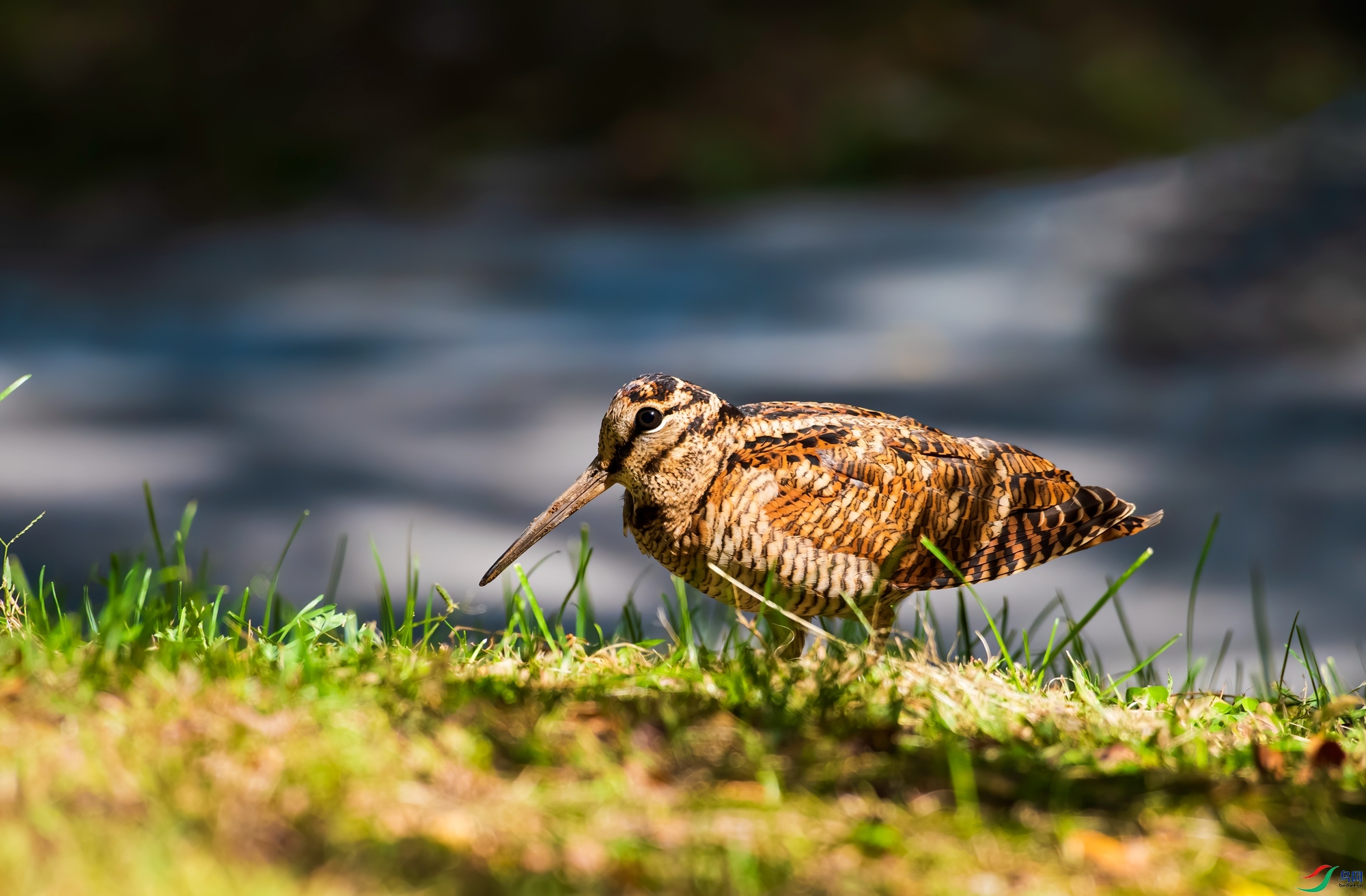 今天拍到最满意一张丘鹬