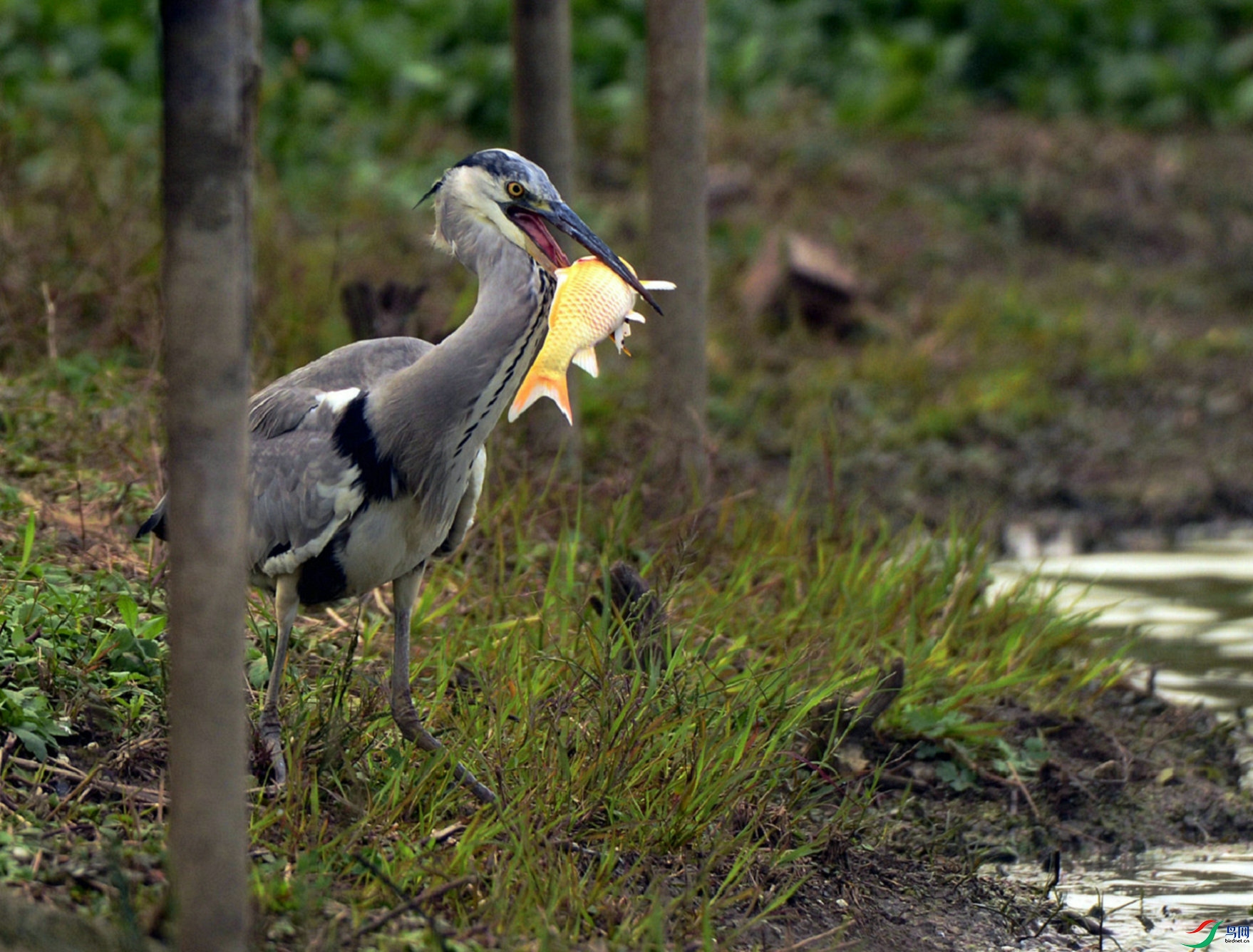 DSC_5967 - ����.jpg