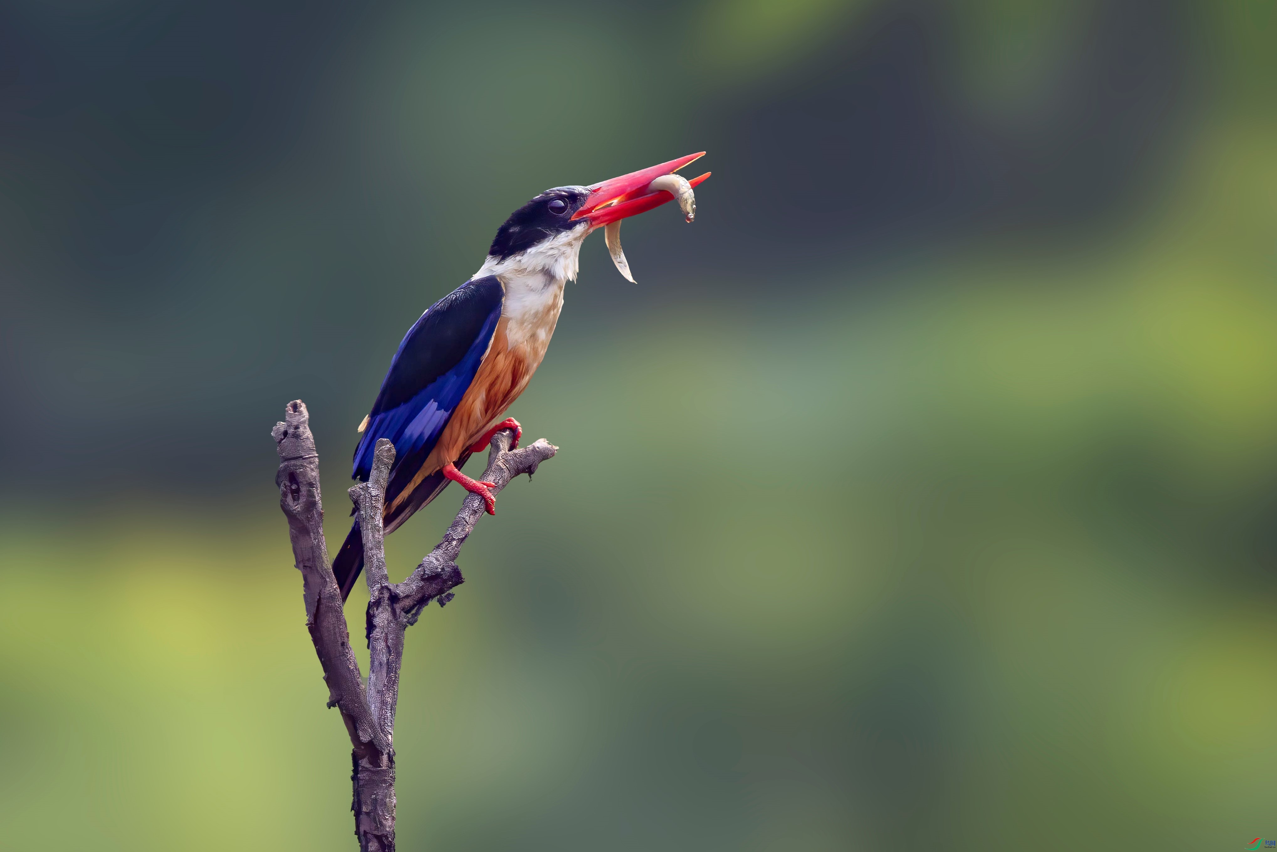 A95I7752-����ǿ ���� 2.jpg