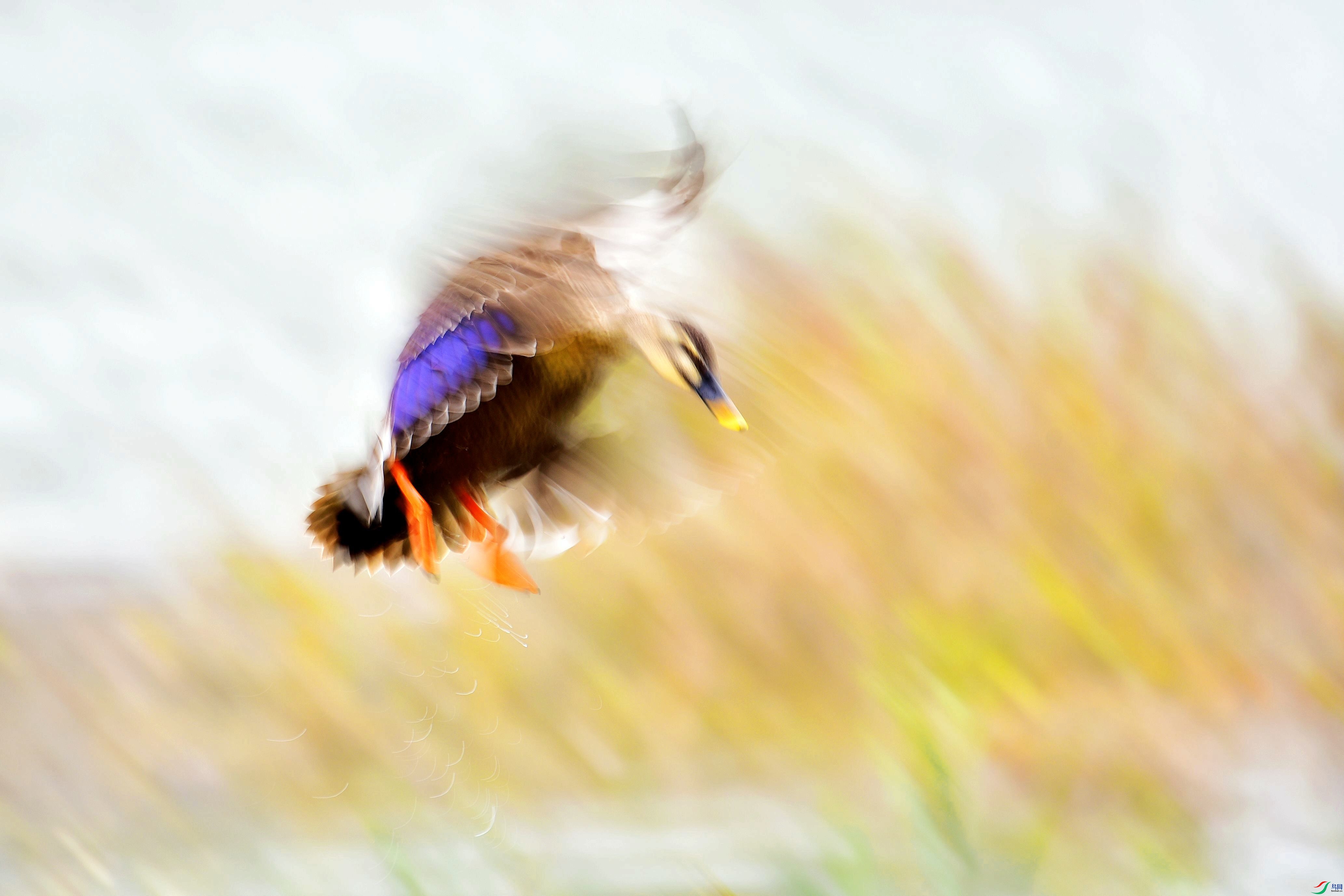 DSC_5087_conew3.jpg