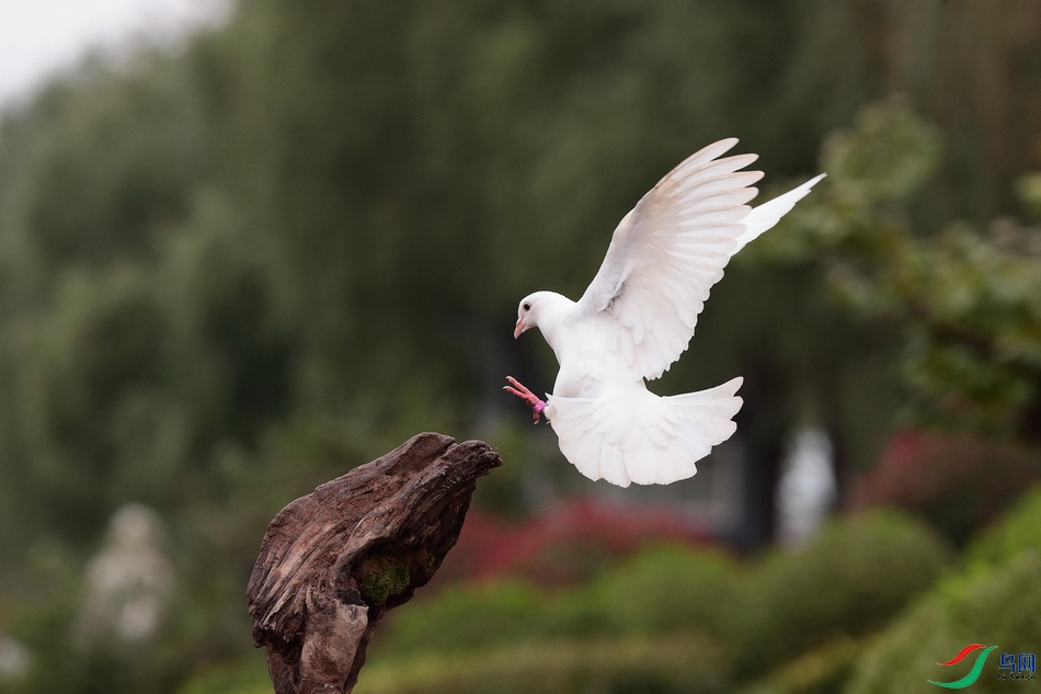 IMG_1610.jpg