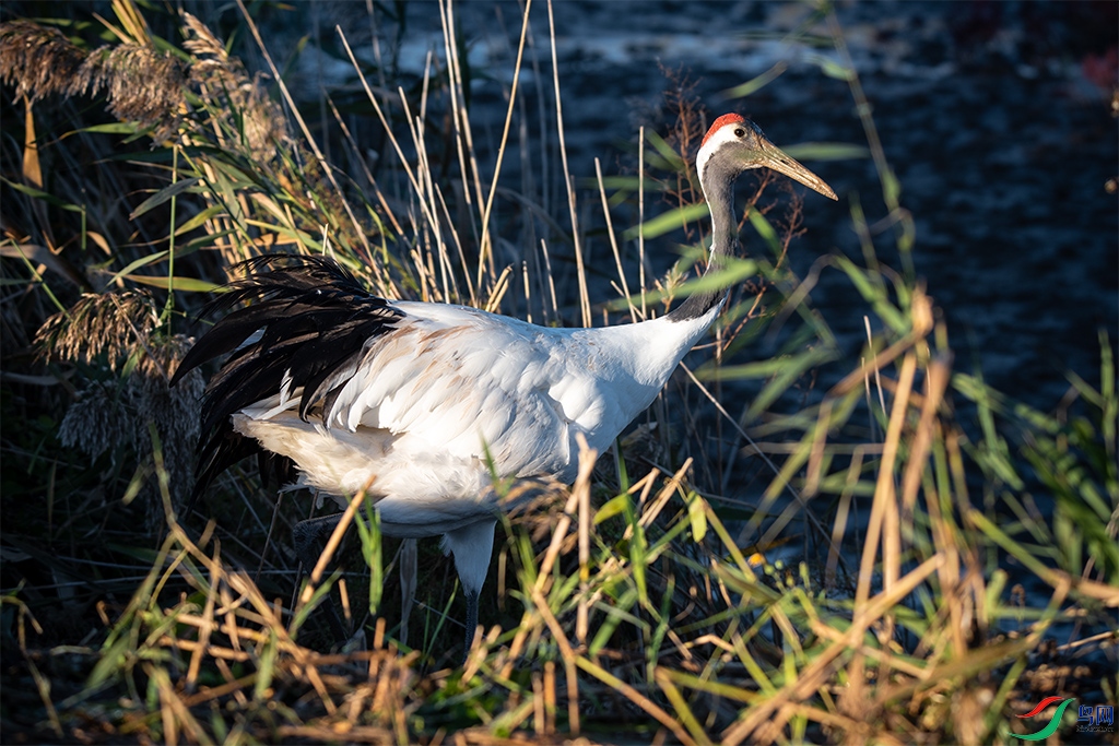 _DSC4505-ab.jpg