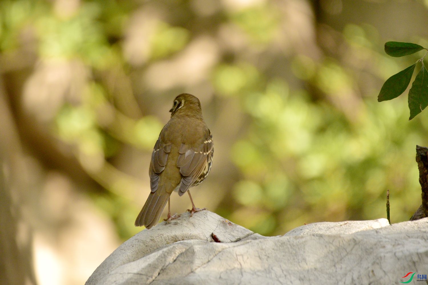 DSC_0209.JPG