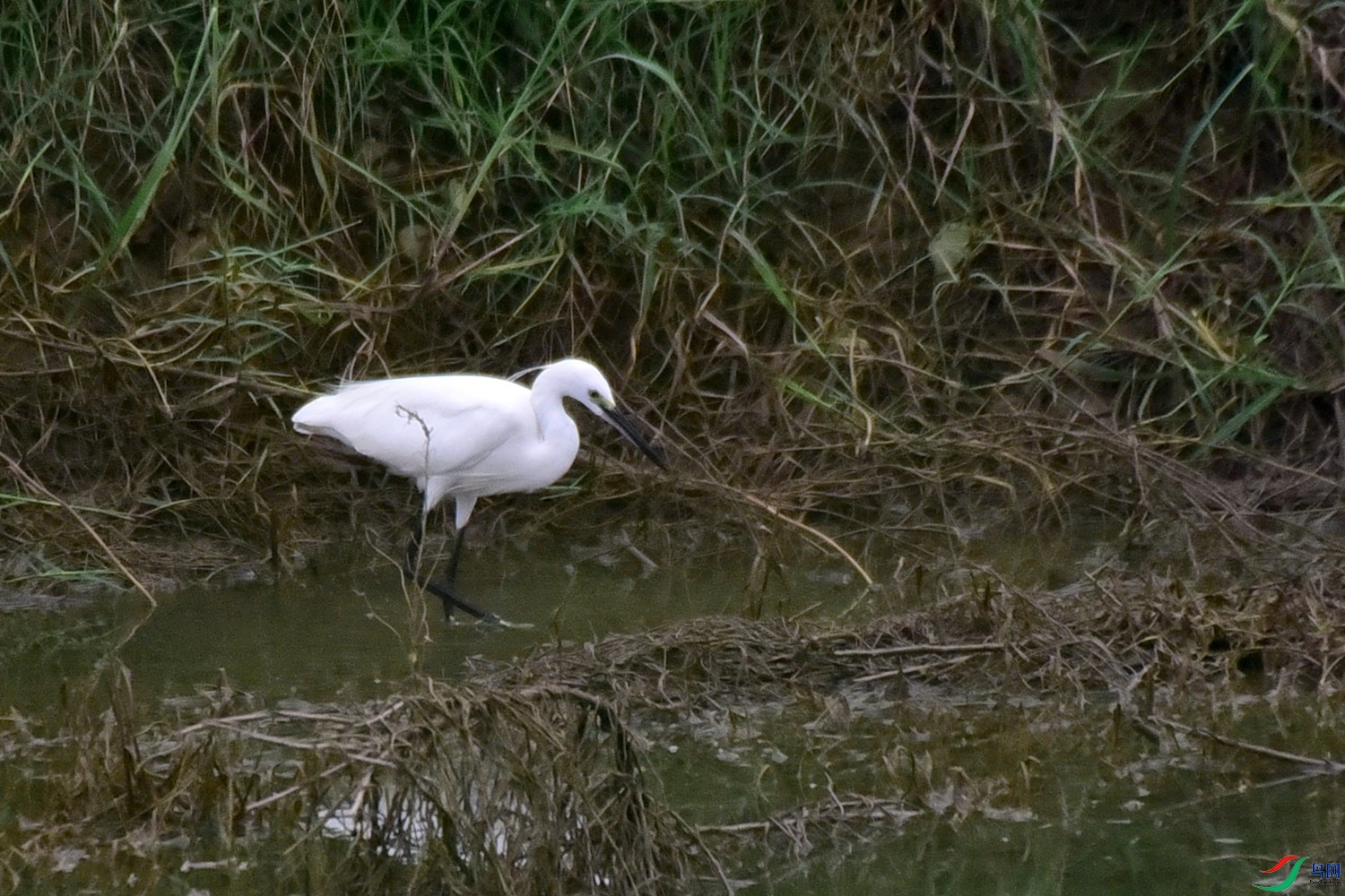 DSC_7176.JPG