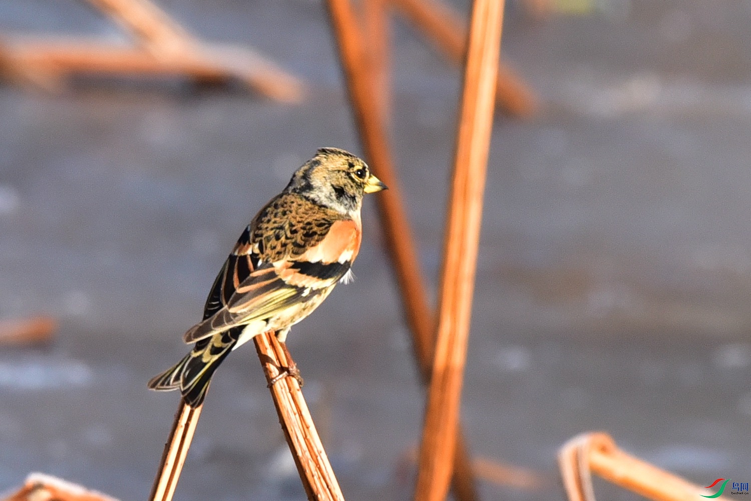 DSC_7741.JPG