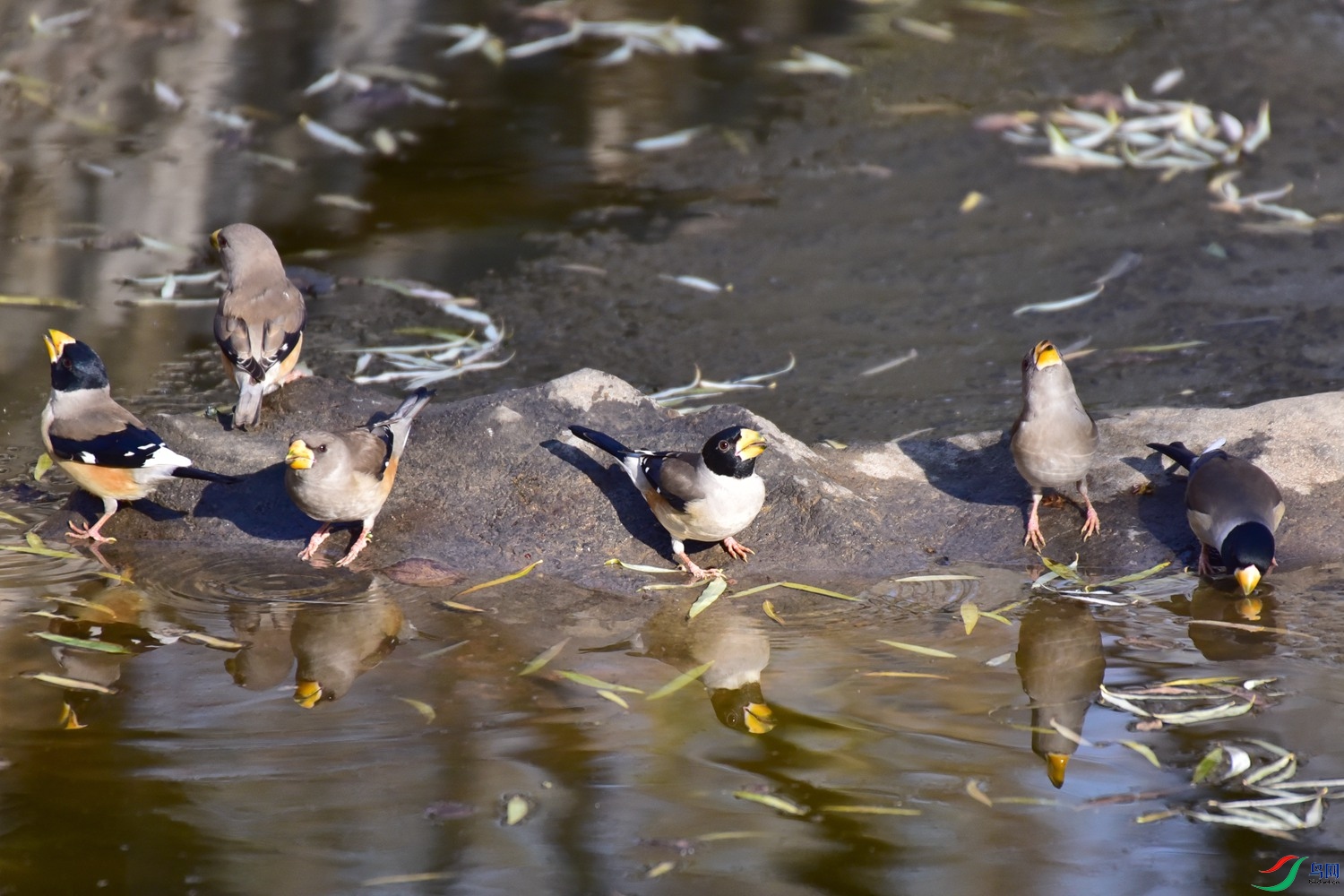 DSC_7799.JPG