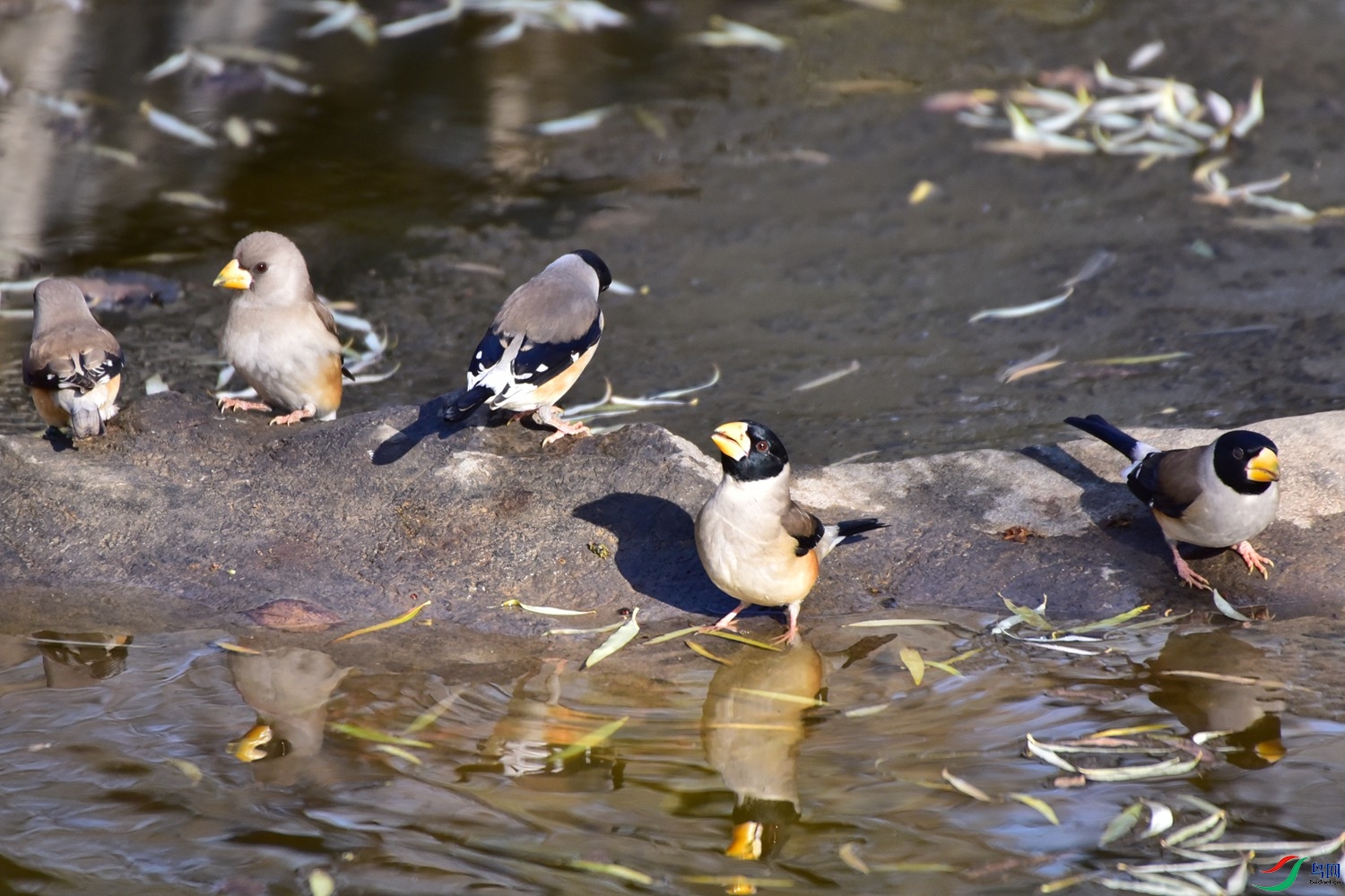 DSC_7794.JPG