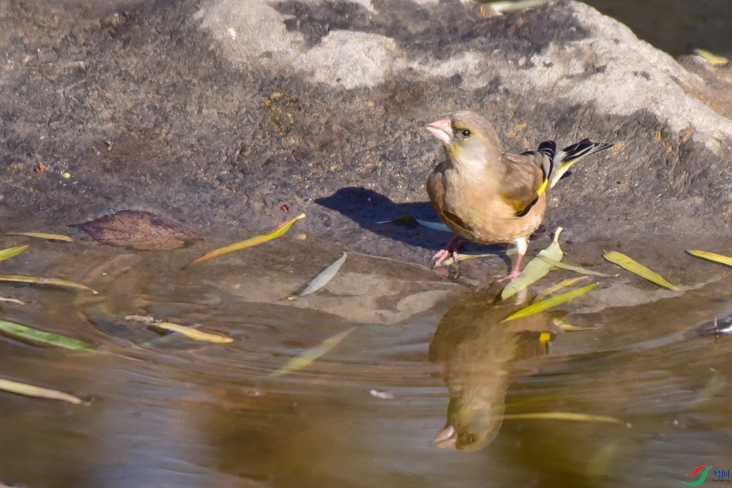 DSC_7949.JPG