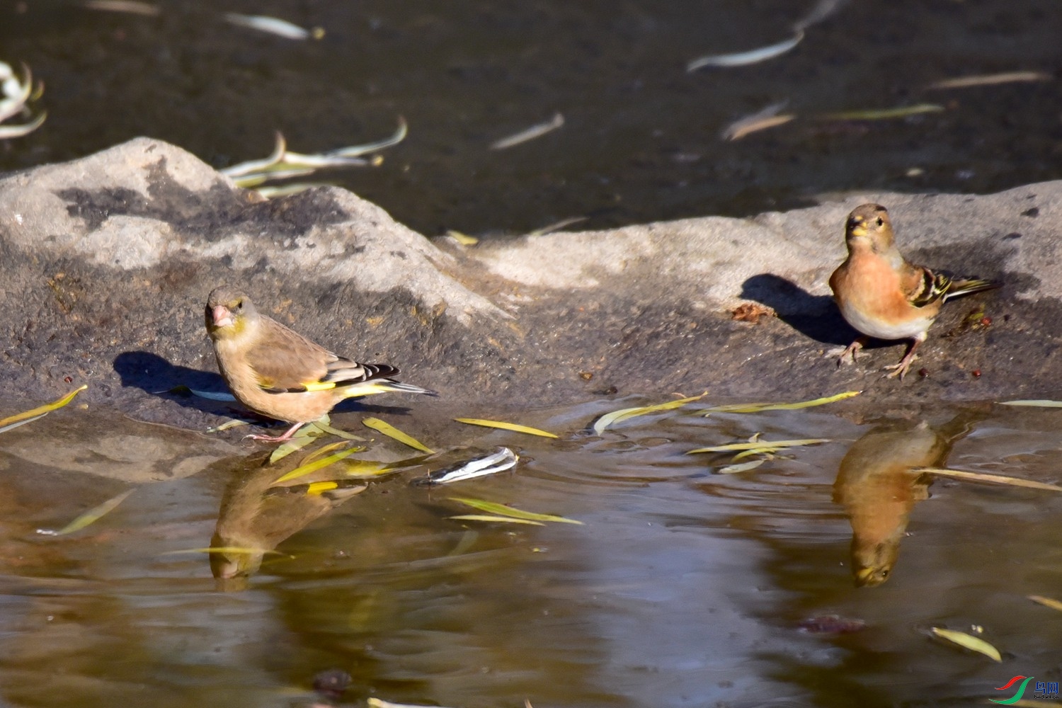 DSC_7963.JPG