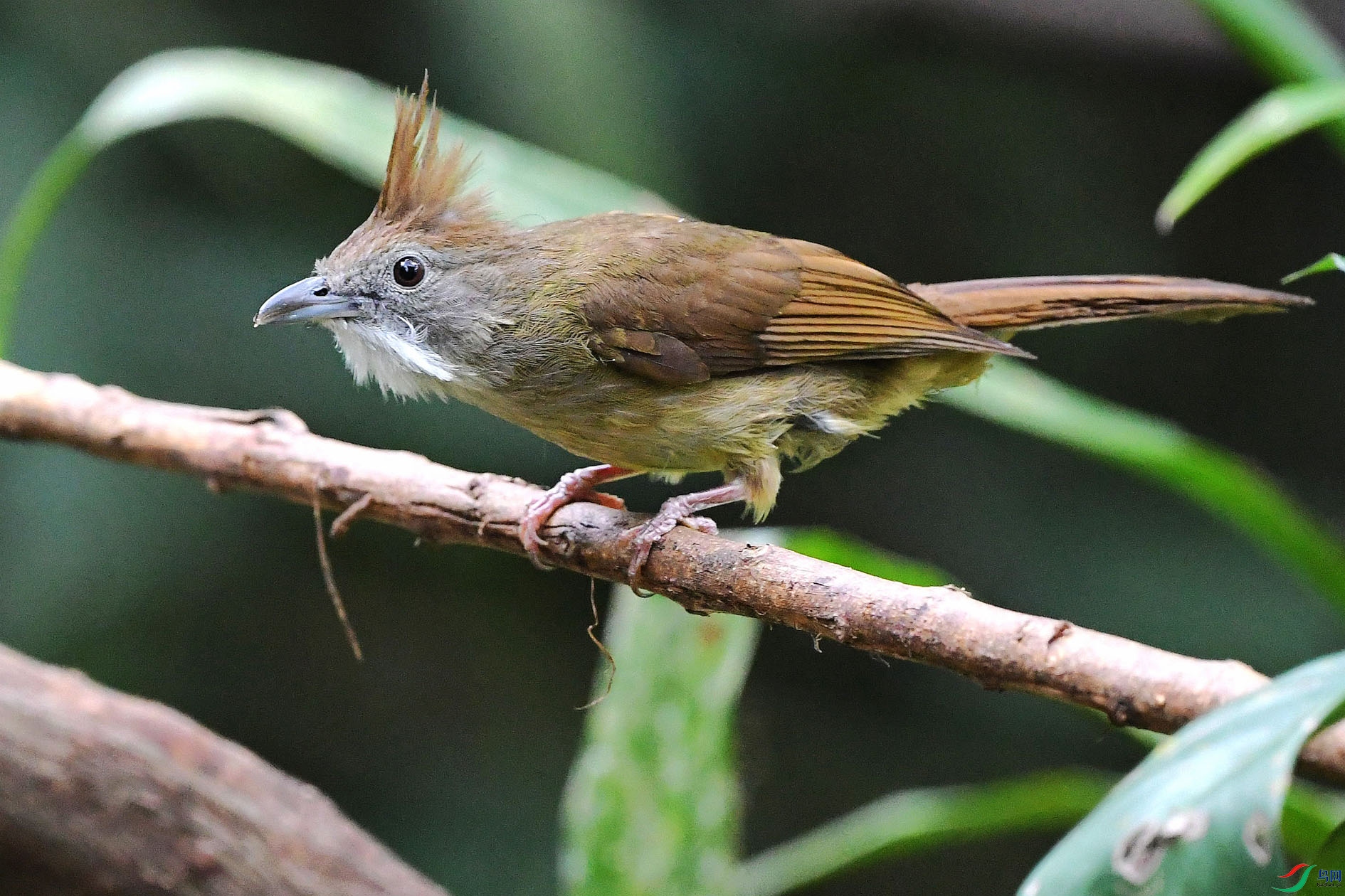 NIKON D5001125_����.jpg