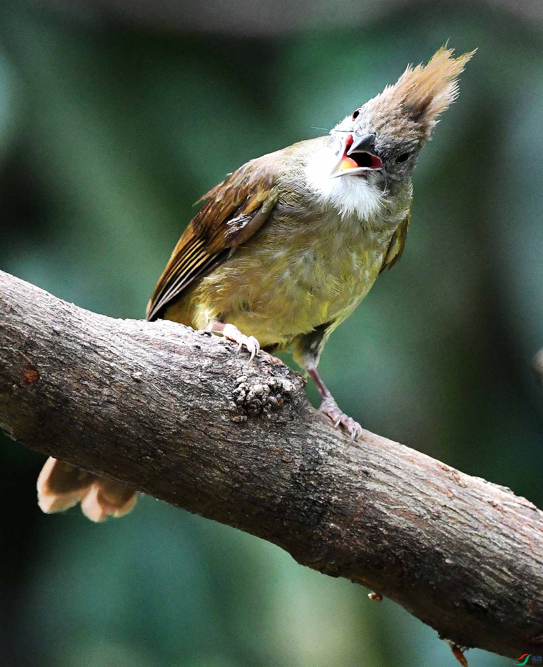 NIKON D5001361_����.jpg