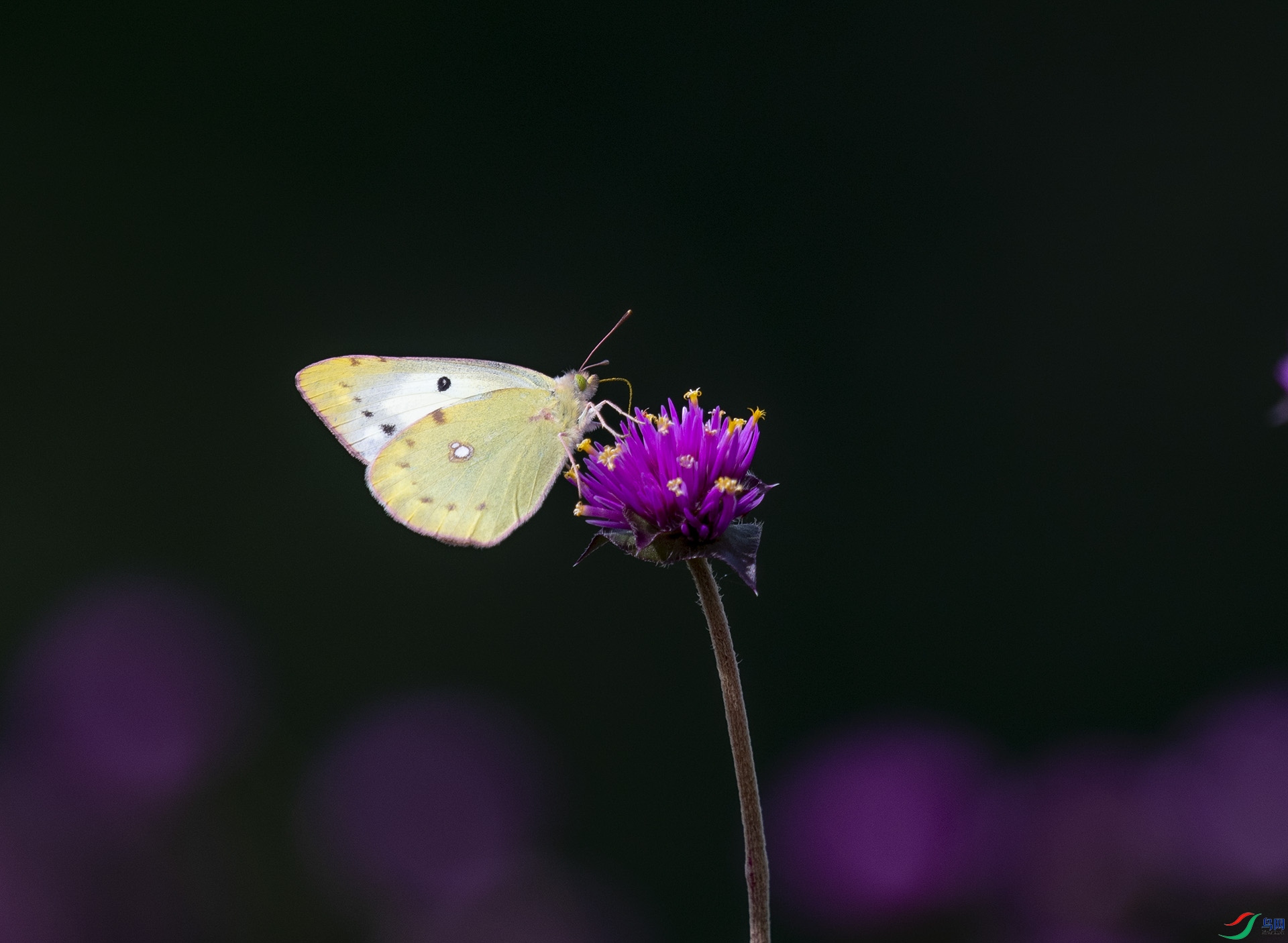 DSC_5326.jpg