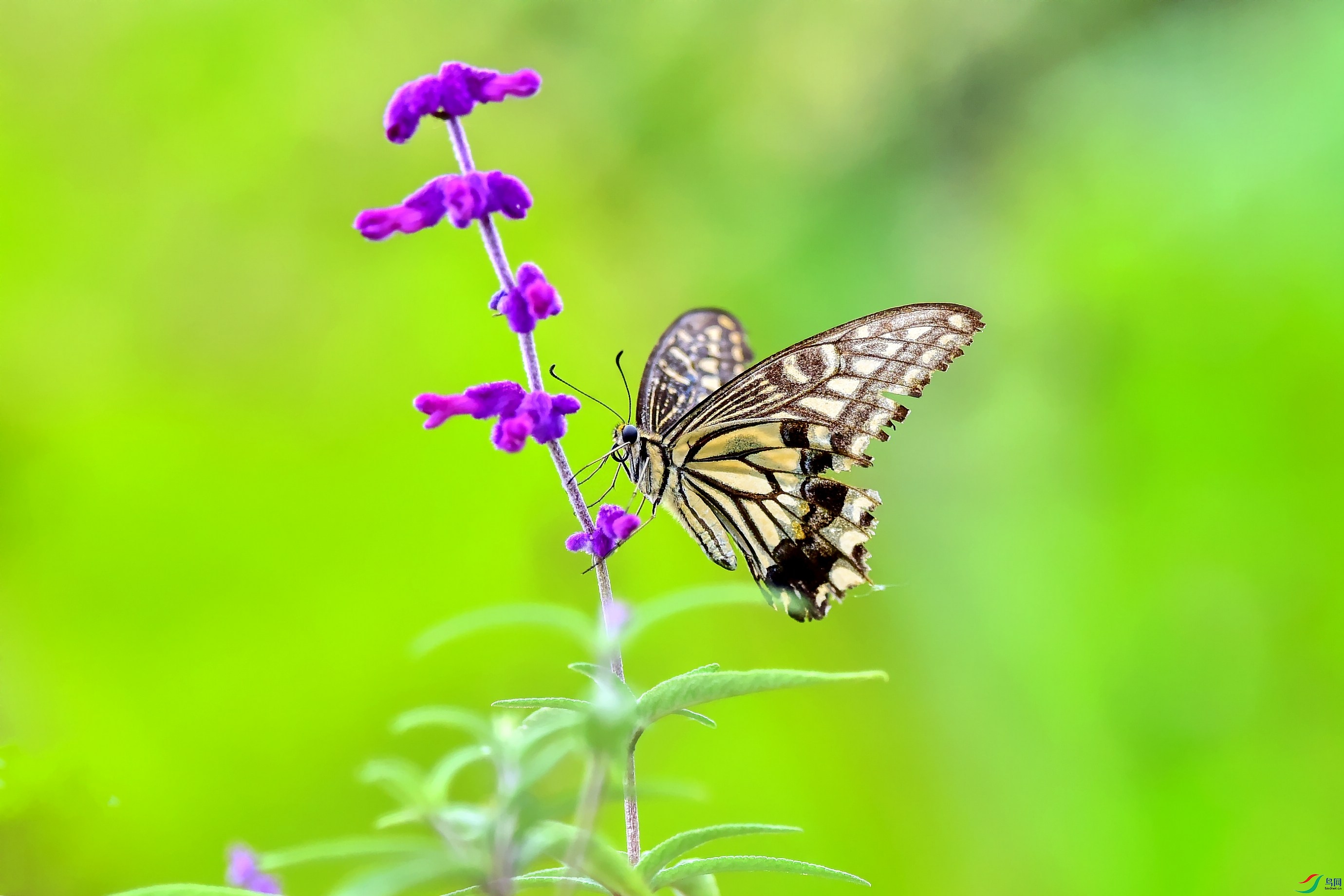 DSC_6686_conew1.jpg