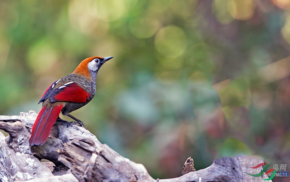 �������  ��ʦ����.jpg