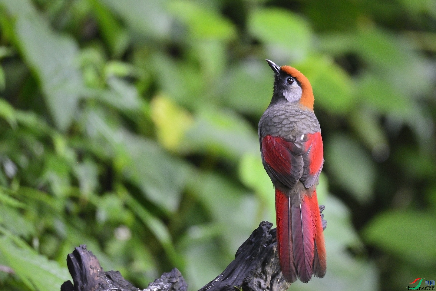 ��ɽ  ��ʦ����������ʡ��ɽ��.jpg