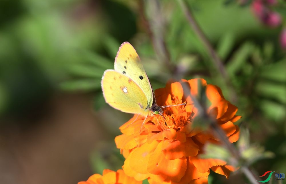 DSC_7016_����.jpg