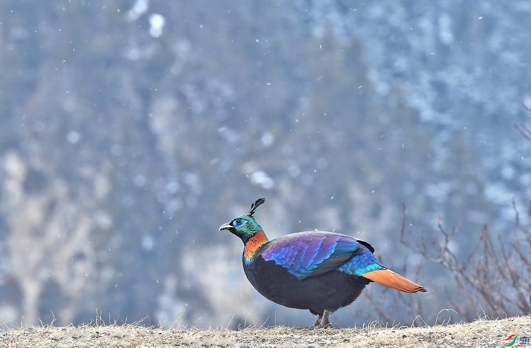 DSC_0261.JPG