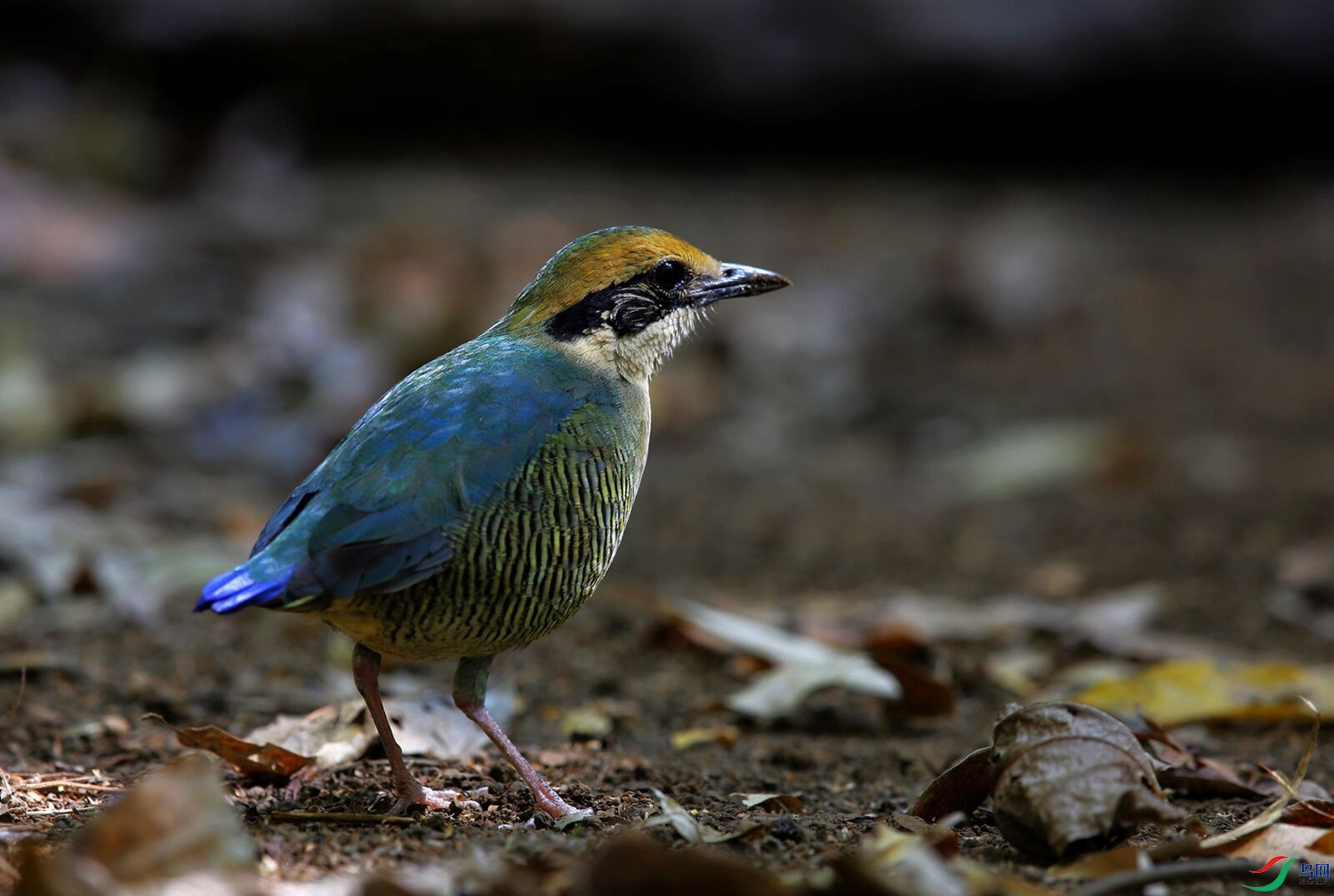 �߸���ɫ� Bar-bellied pitta (Hydrornis elliotii) 
