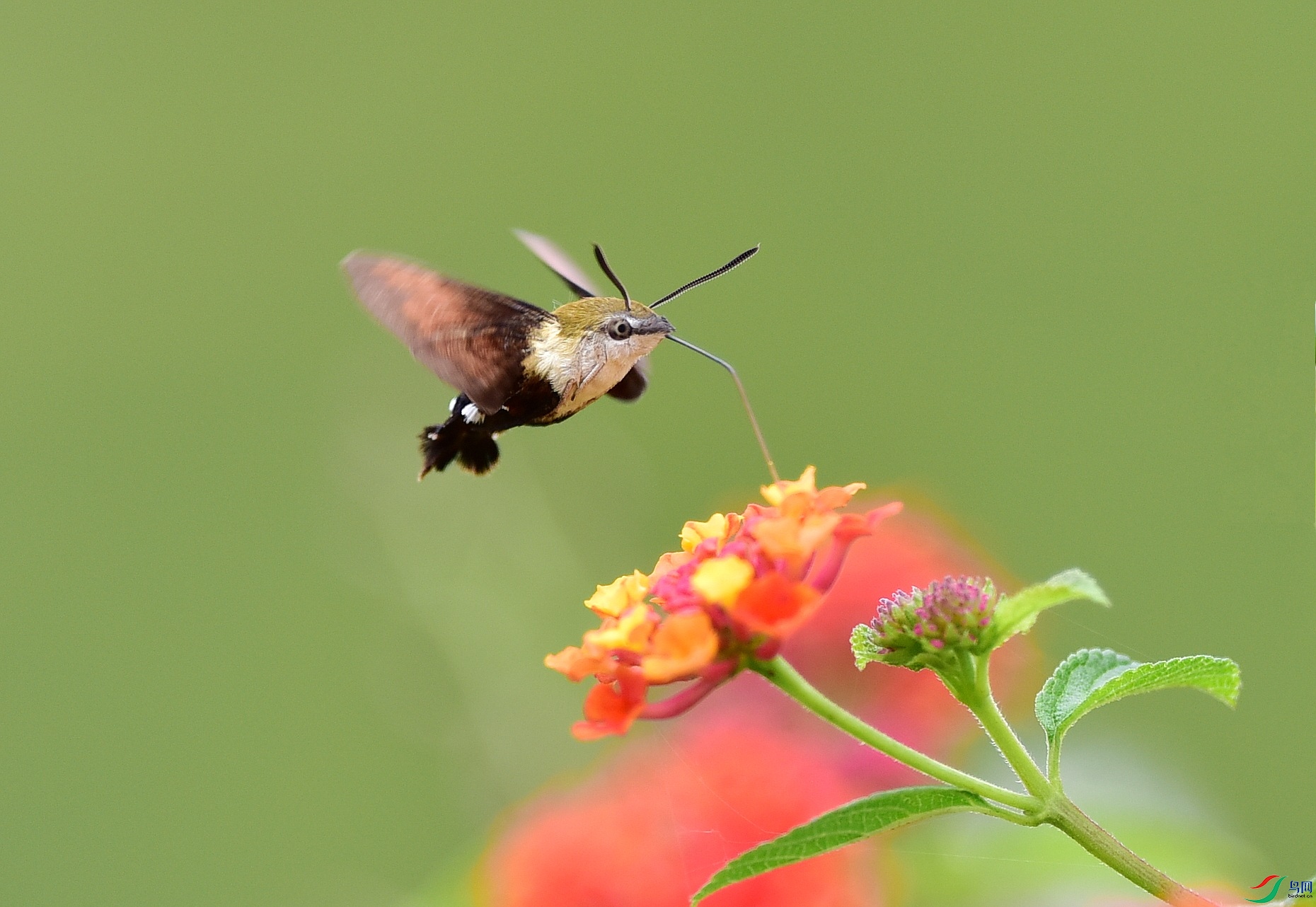 DSC_6494_conew3.jpg