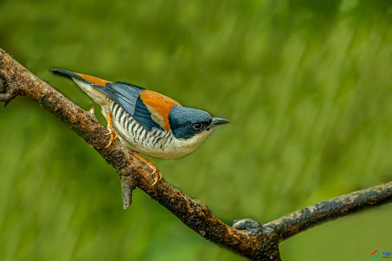 �ķ�ľ��  ��ʦ����������ʡ��ɽ�� �ڳ���.jpg