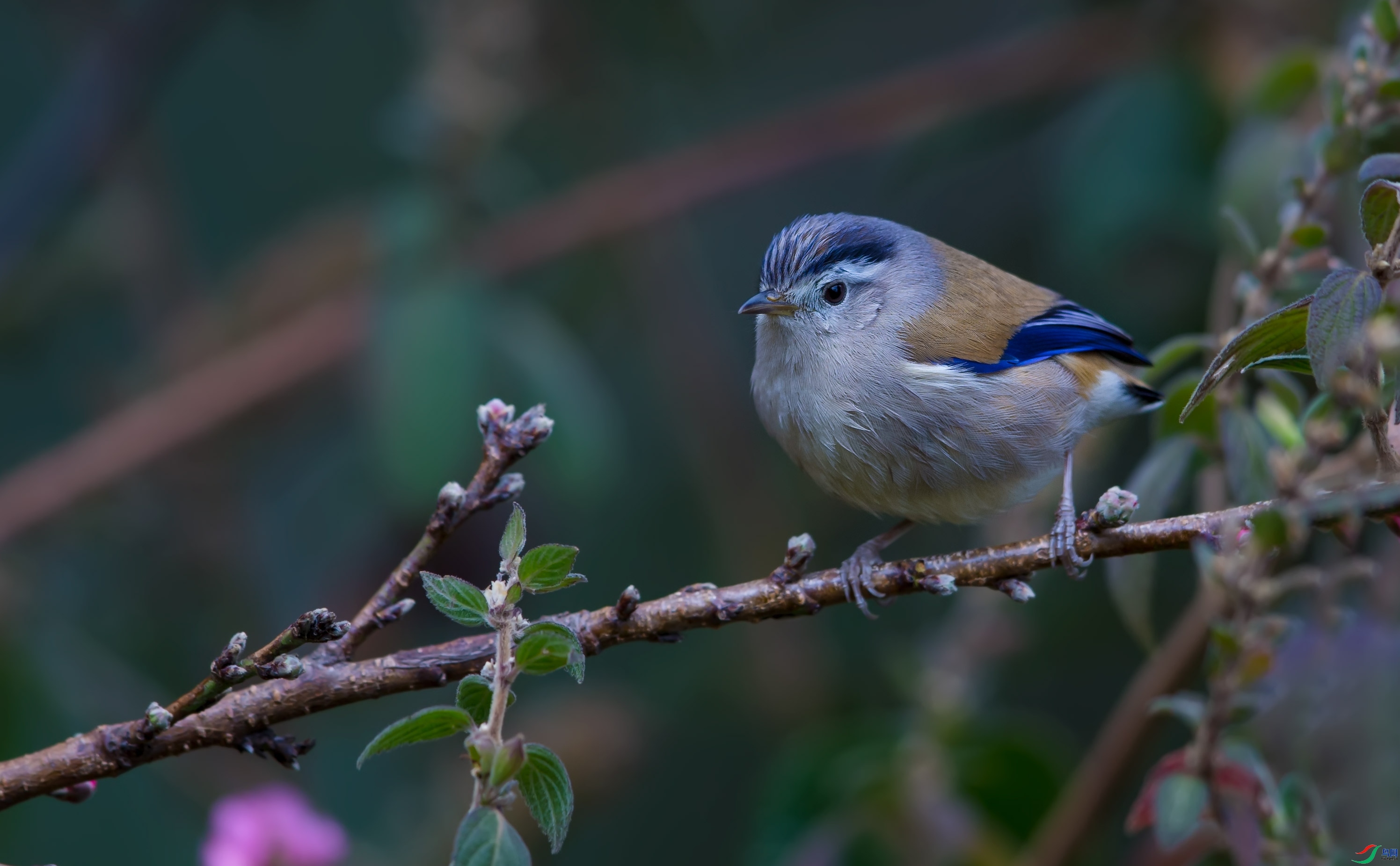 ɢ����   ��ʦ����������ʡ��ɽ��.jpg