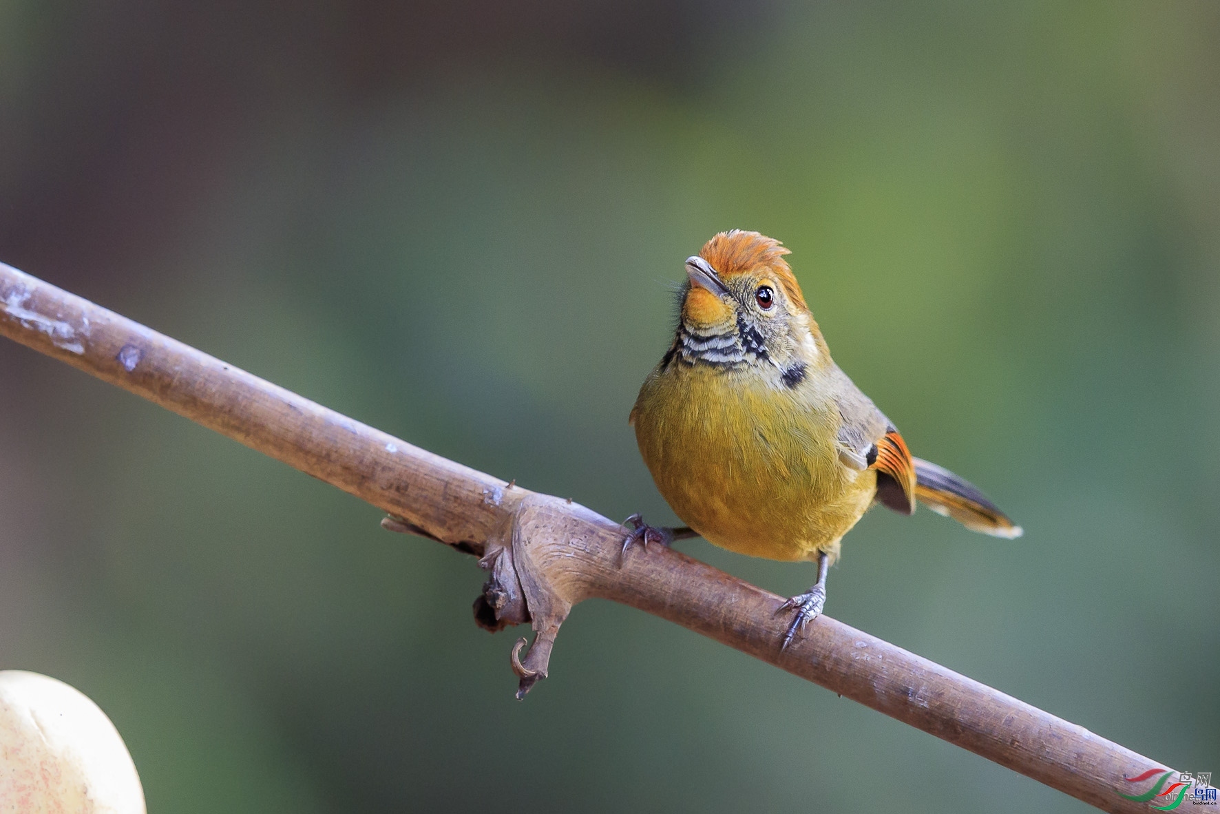 ���  ��ʦ����.jpg