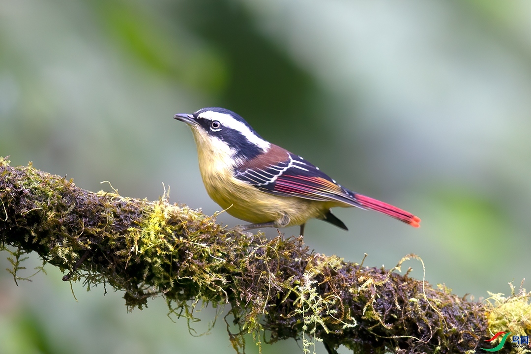 ��������  ��ʦ����������ʡ��ɽ��.jpg