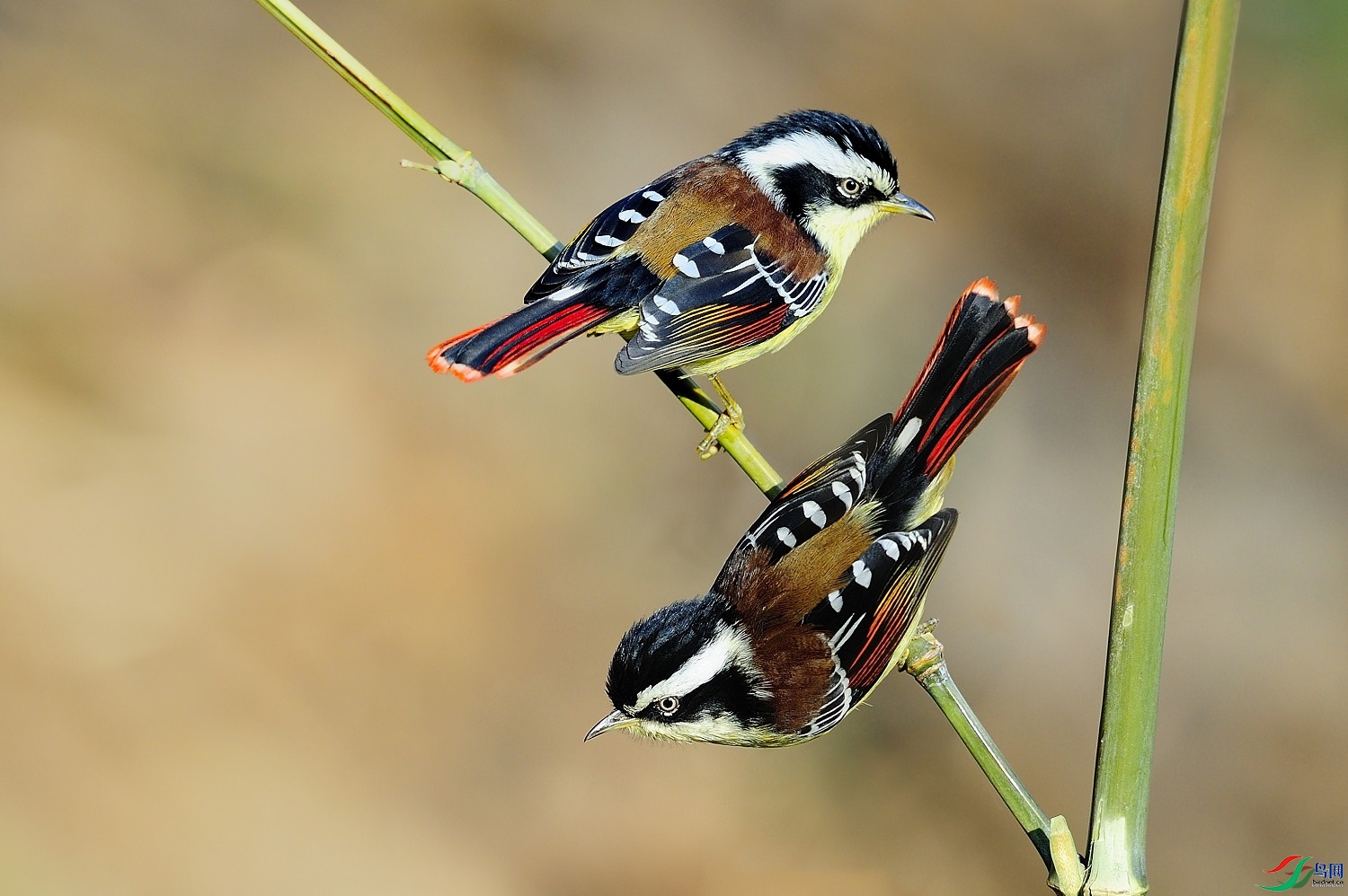 ��������  ��ʦ����������ʡ��ɽ���ڳ���0.jpg