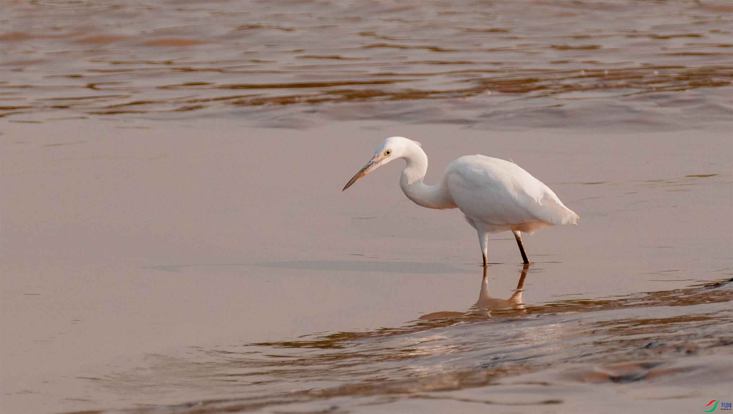 DSC_2234-3 - ����.jpg